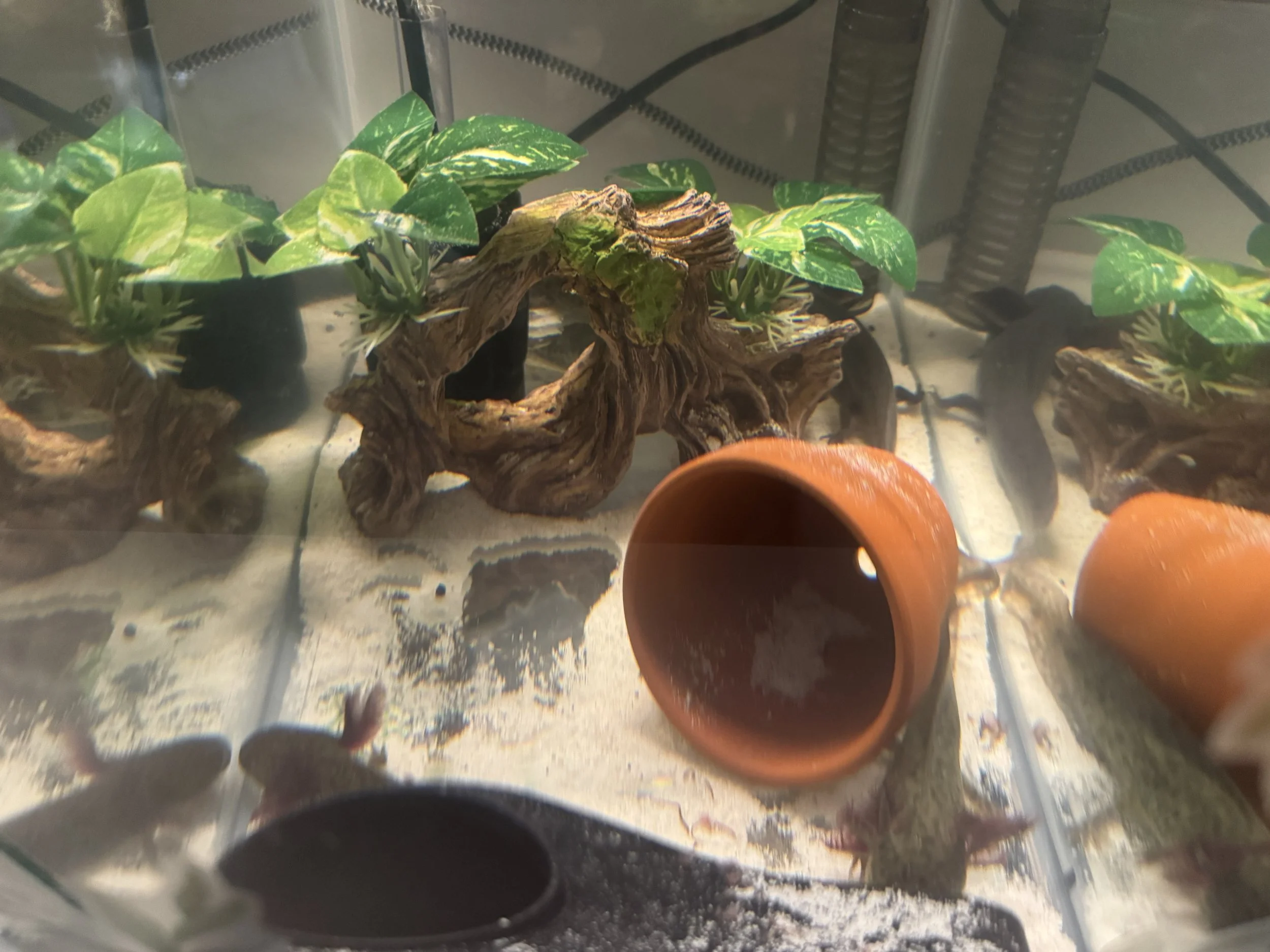 AXOLOTL - 6 Month - TANK D