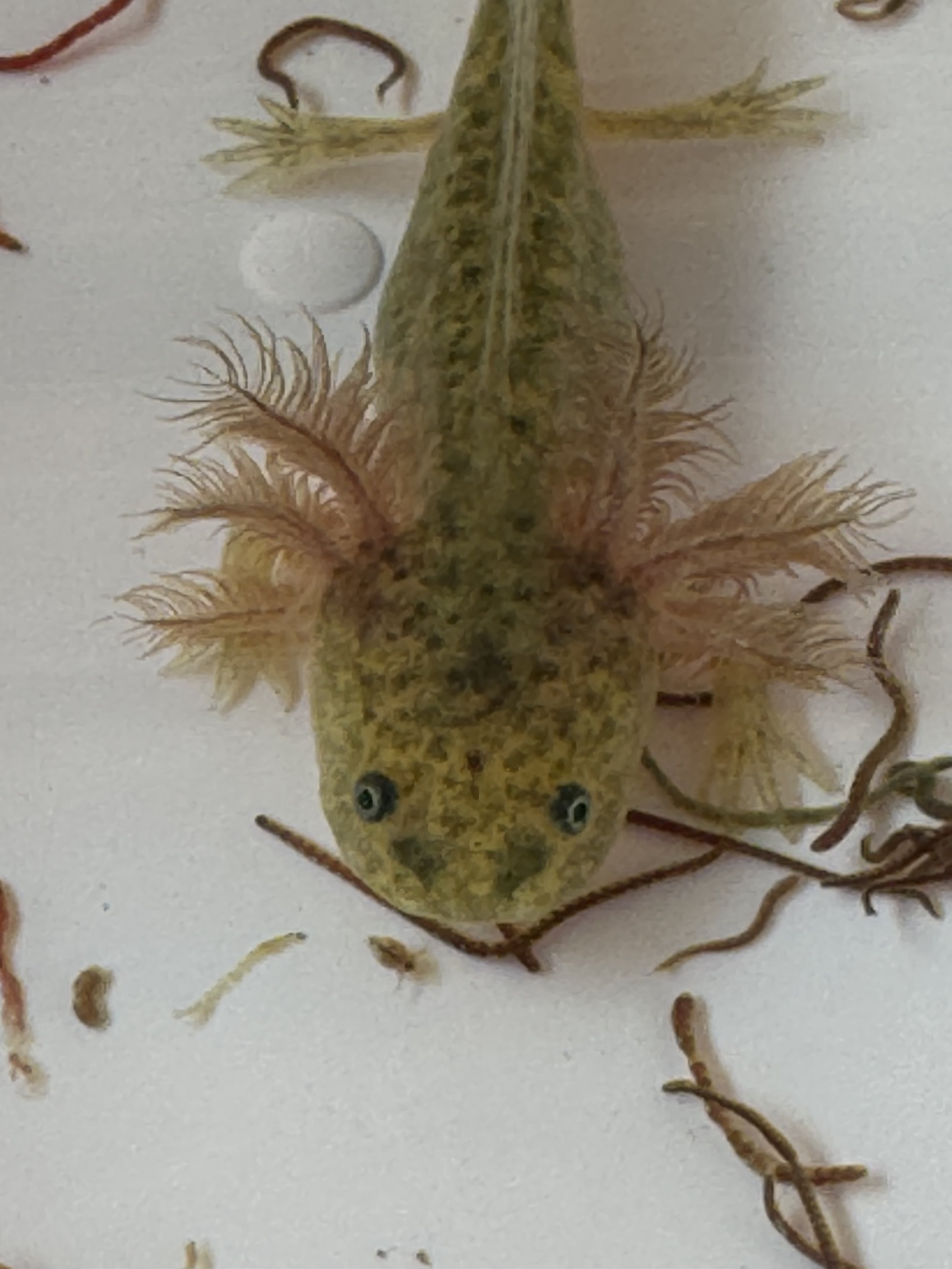 Close-up of an axolotl baby with greenish-yellow skin and black spots, lying on a white surface surrounded by small, curled, reddish-brown worms.
