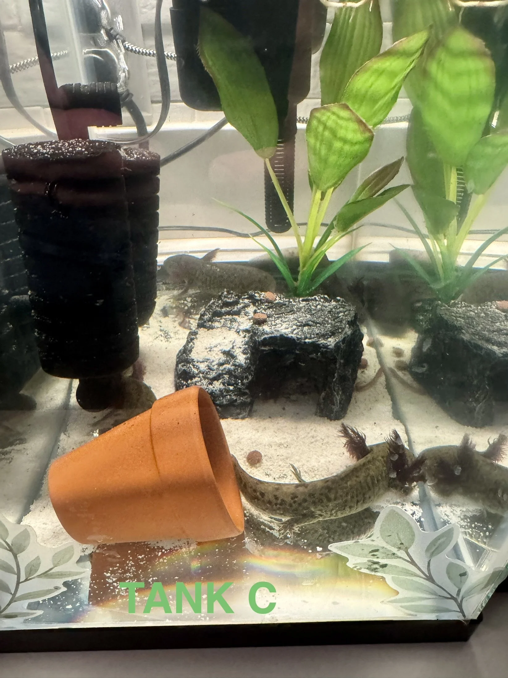 AXOLOTL - 6 Months - TANK C