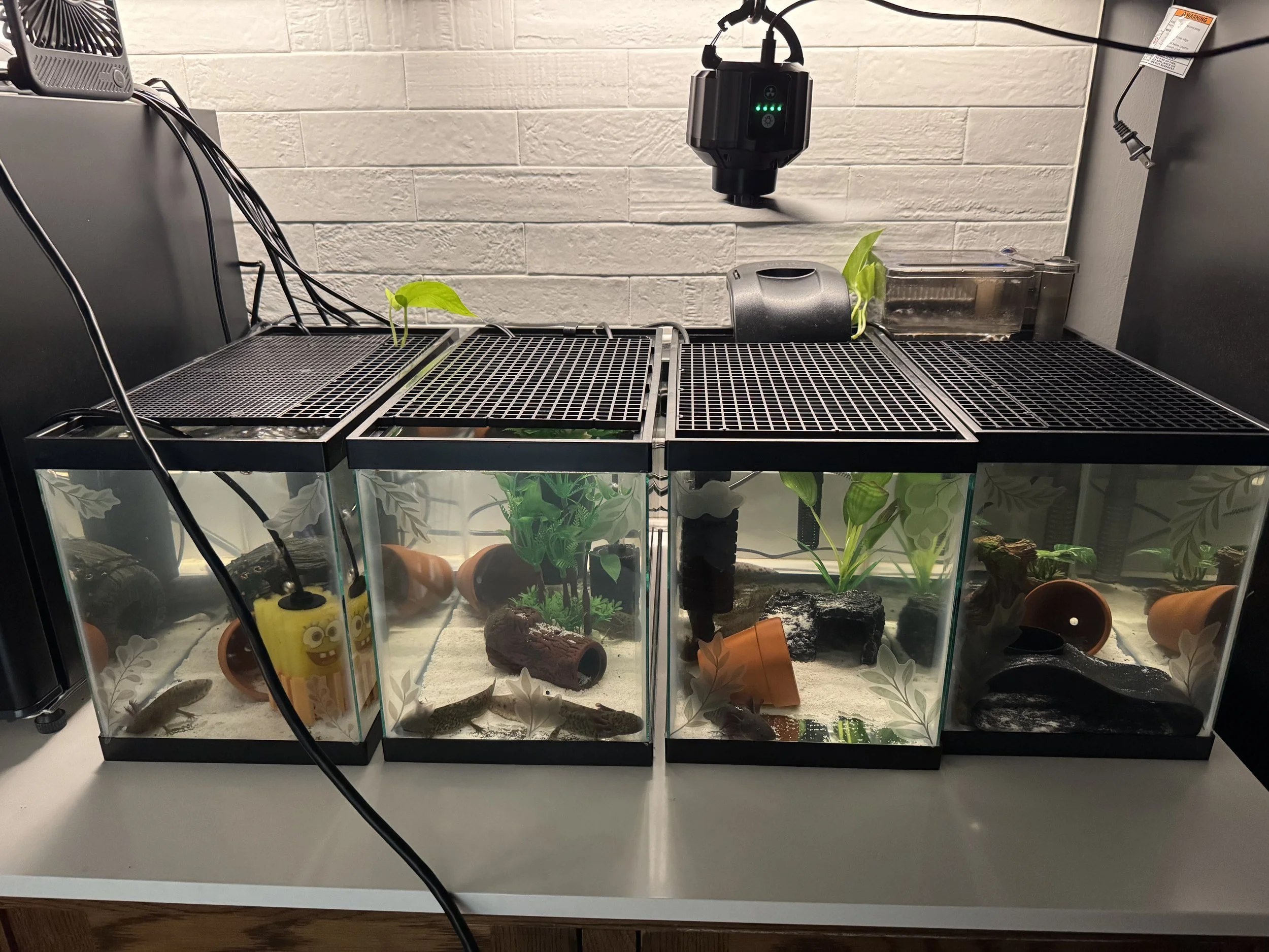 Two glass terrariums on a white surface housing various small reptiles, plants, and decor, with a white brick wall in the background and equipment above.