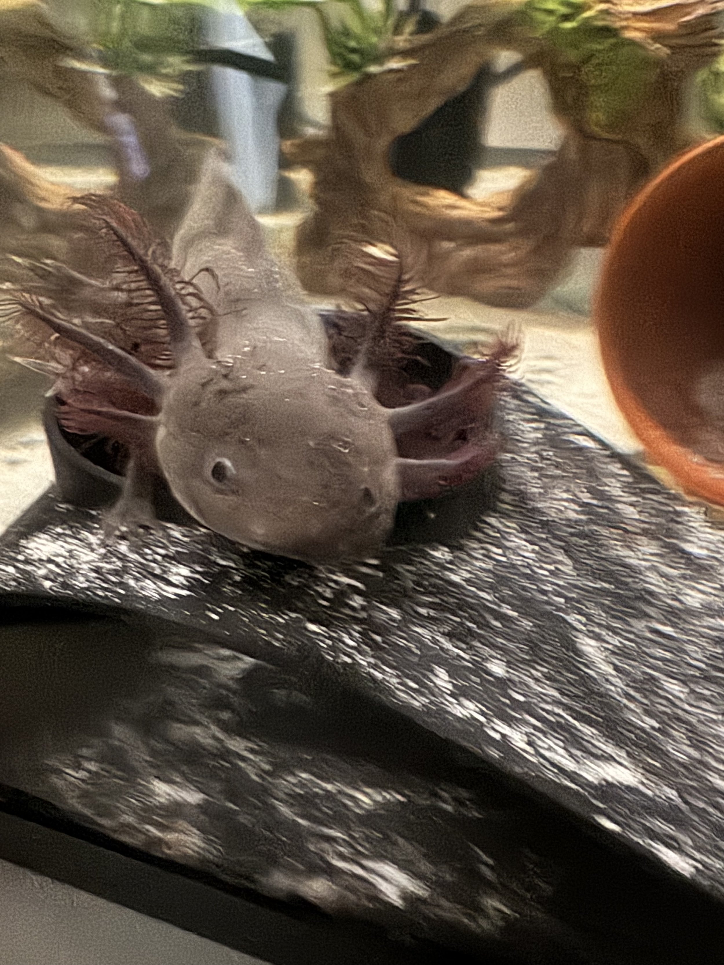Hatching baby fish in an aquarium with bubbles and greenery in the background.