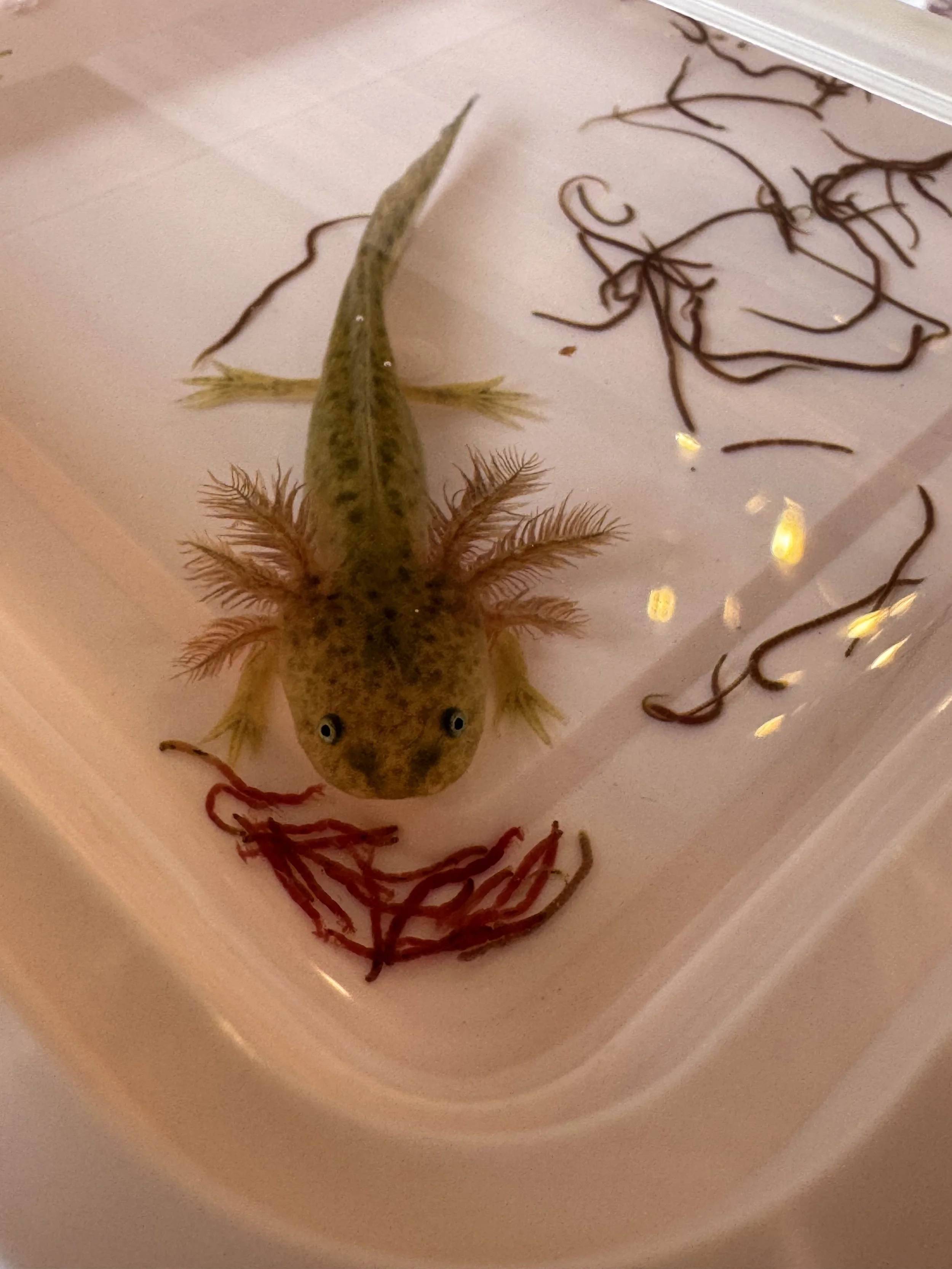 A small fish with yellow and brown markings and large eyes, lying inside a plastic container. There are red and brown strands of what appear to be seaweed or aquatic plants, and some brown curly objects inside the container.