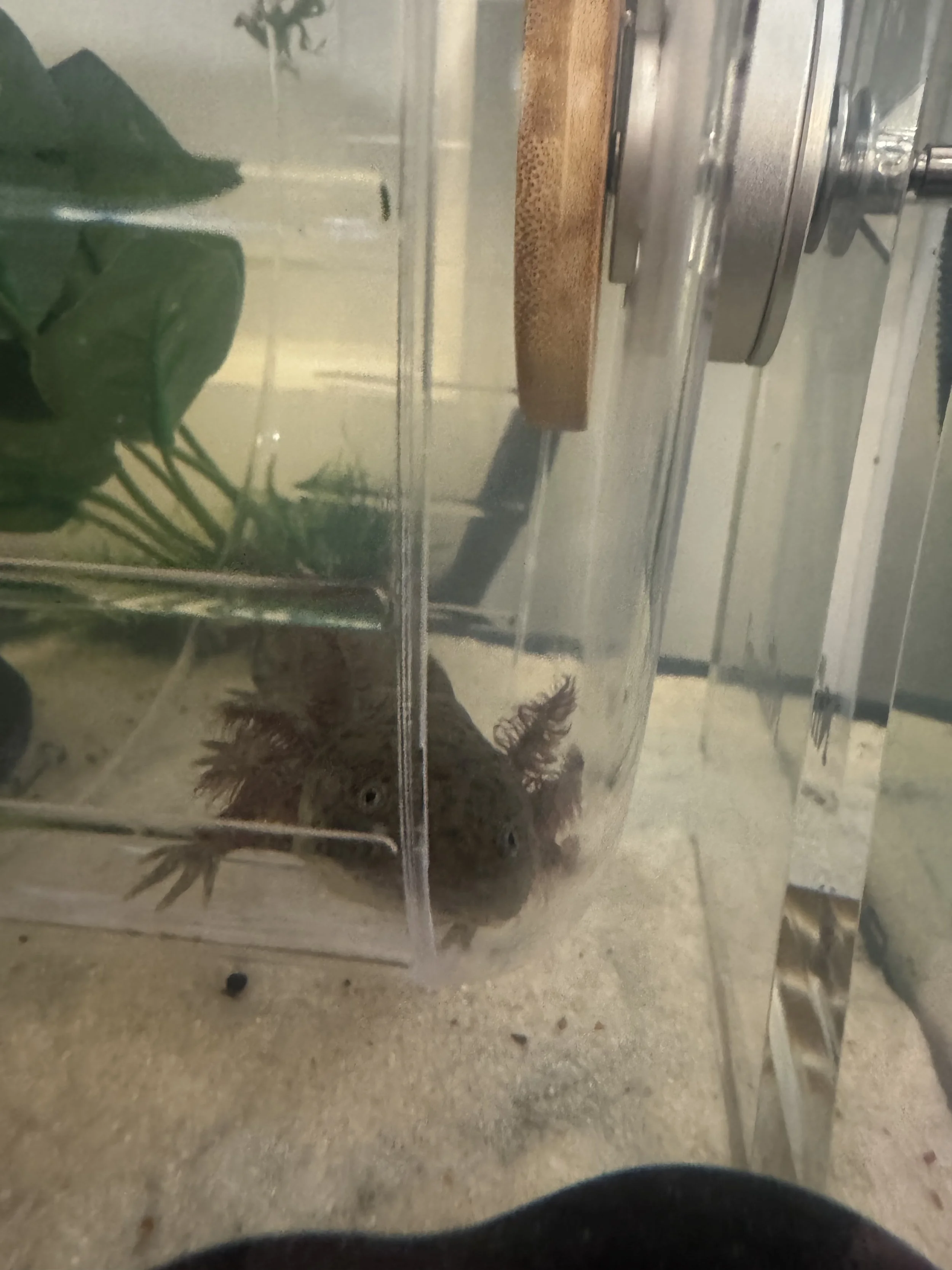 AXOLOTL - 6 Months - TANK E