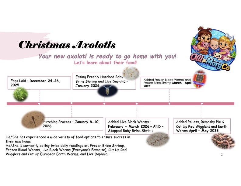 A colorful infographic titled "Christmas Axolotls" featuring a cartoon image of three children and their pet axolotl. It describes the life cycle and food options for axolotls including eggs laid between December 24-26, 2025, feeding young hatchlings, and their progression through various stages with specific dates from 2026.