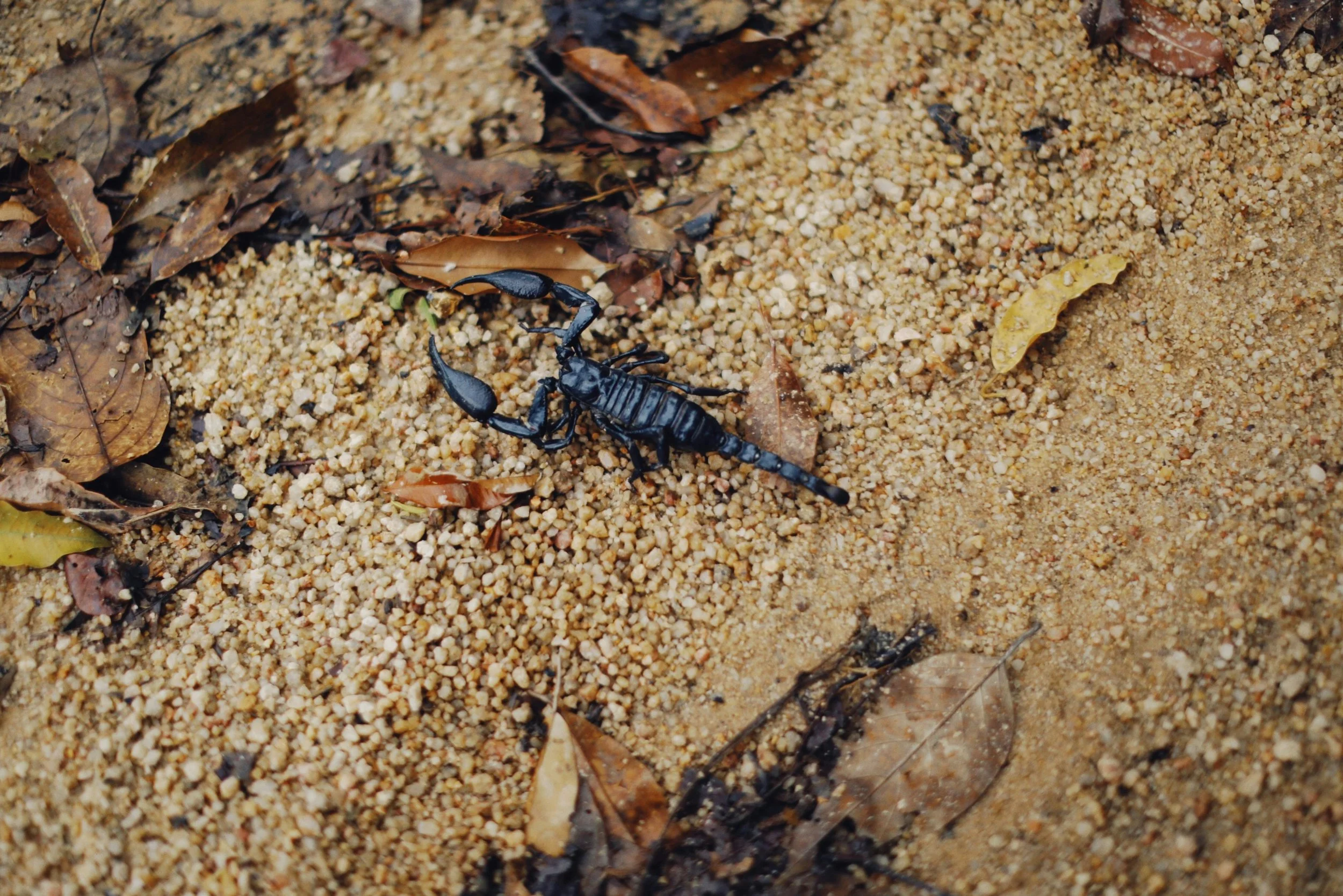 Are scorpions and other critters common in Arizona homes? 