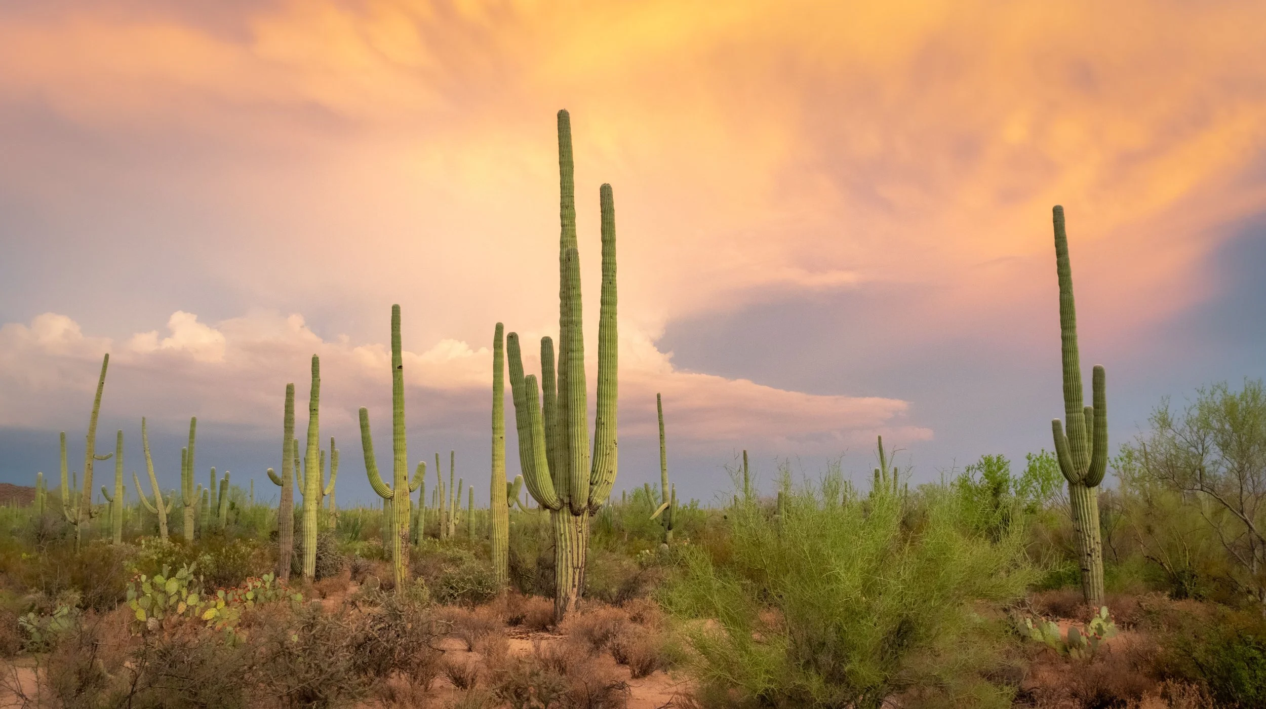 Monsoon Season in Arizona - Here’s Everything You Need To Know