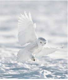 Snowy owl landing on snow