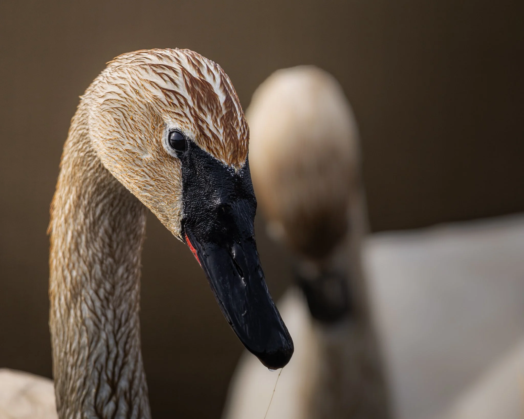 Swan Song