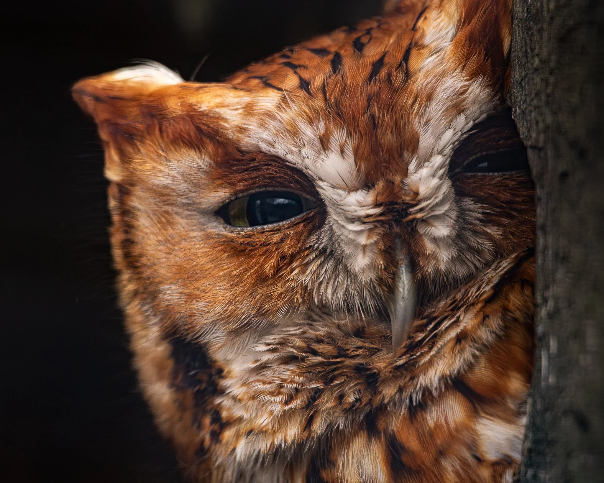 Good Morning Hoot