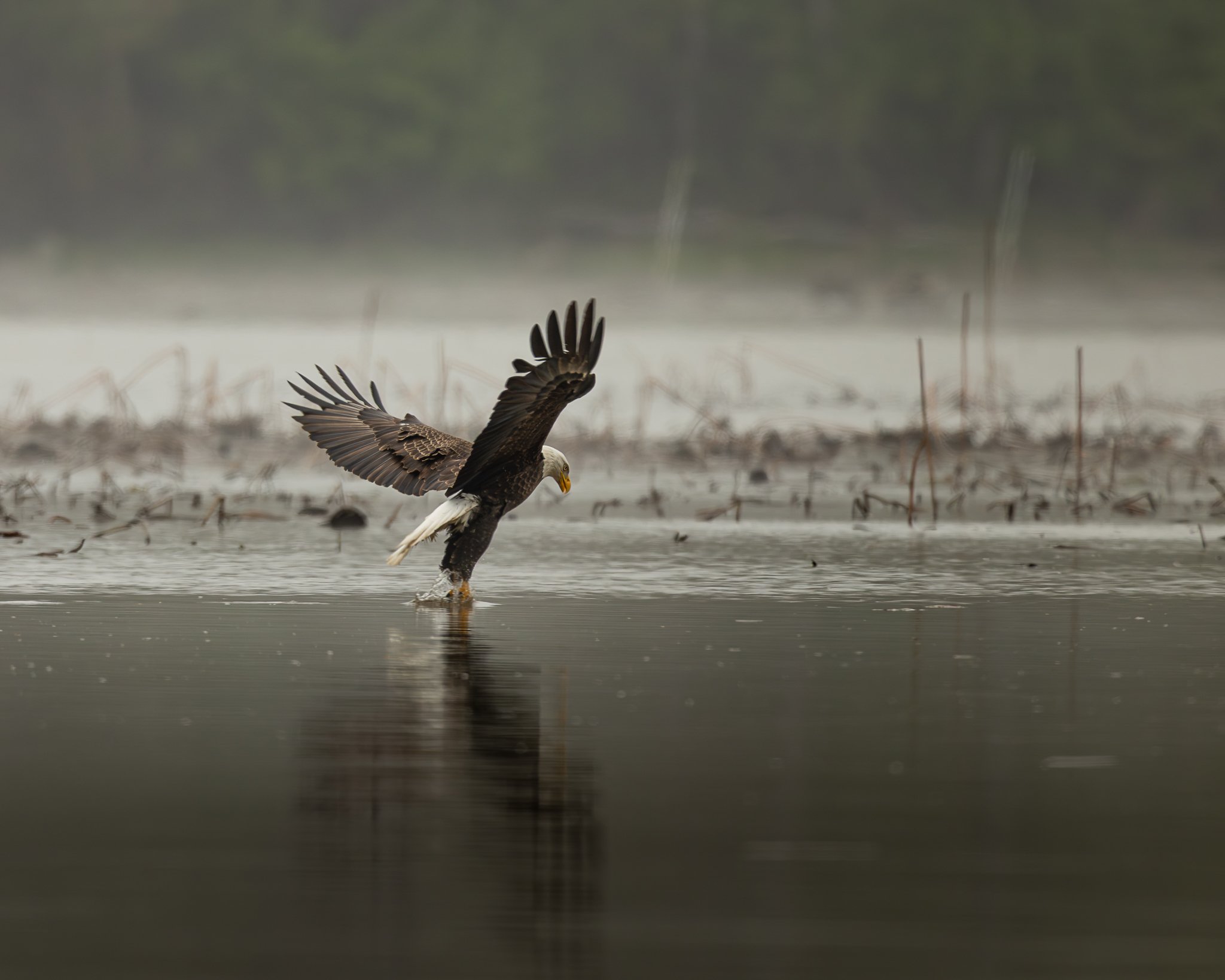 The Catch