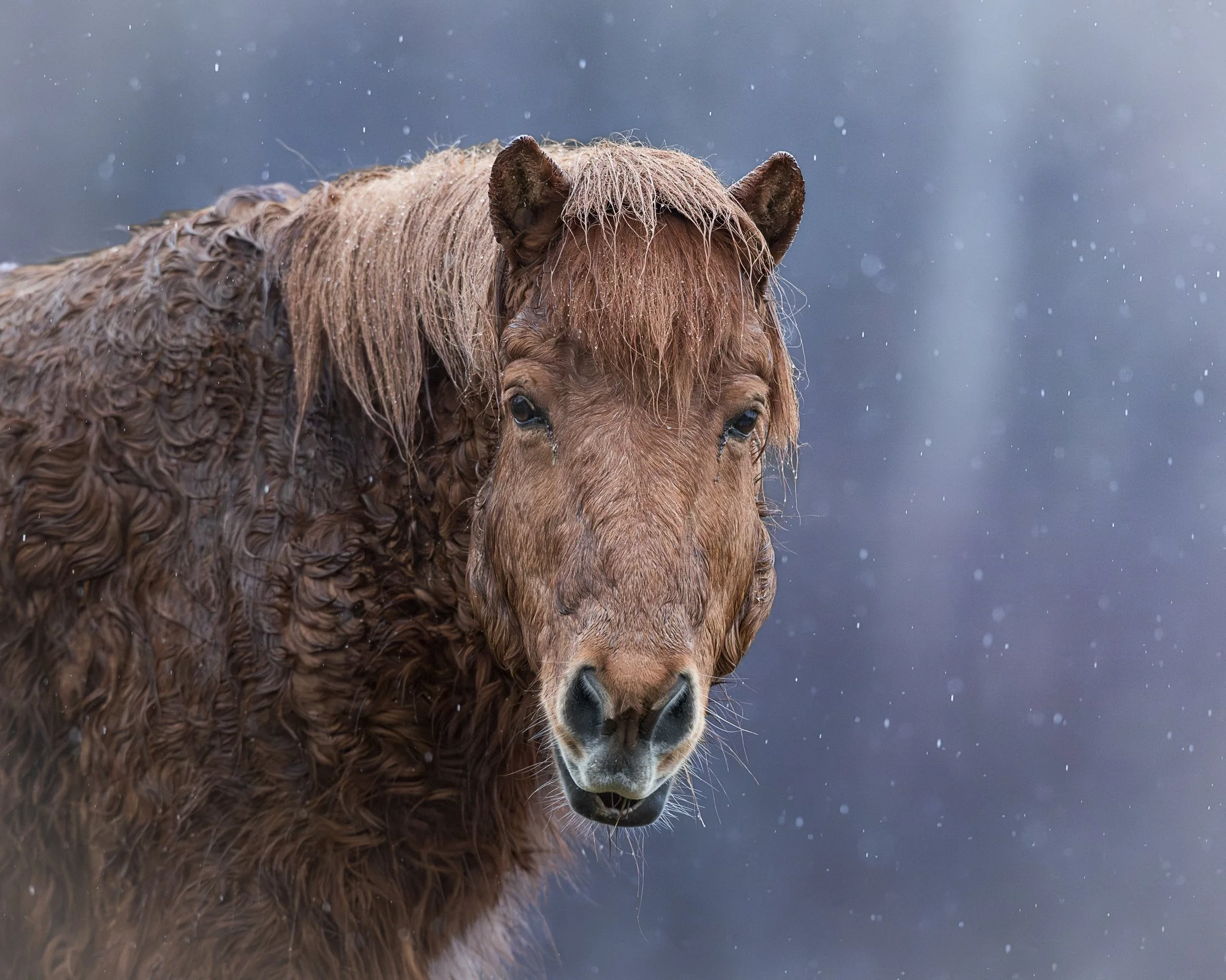 Thor the Icelandic