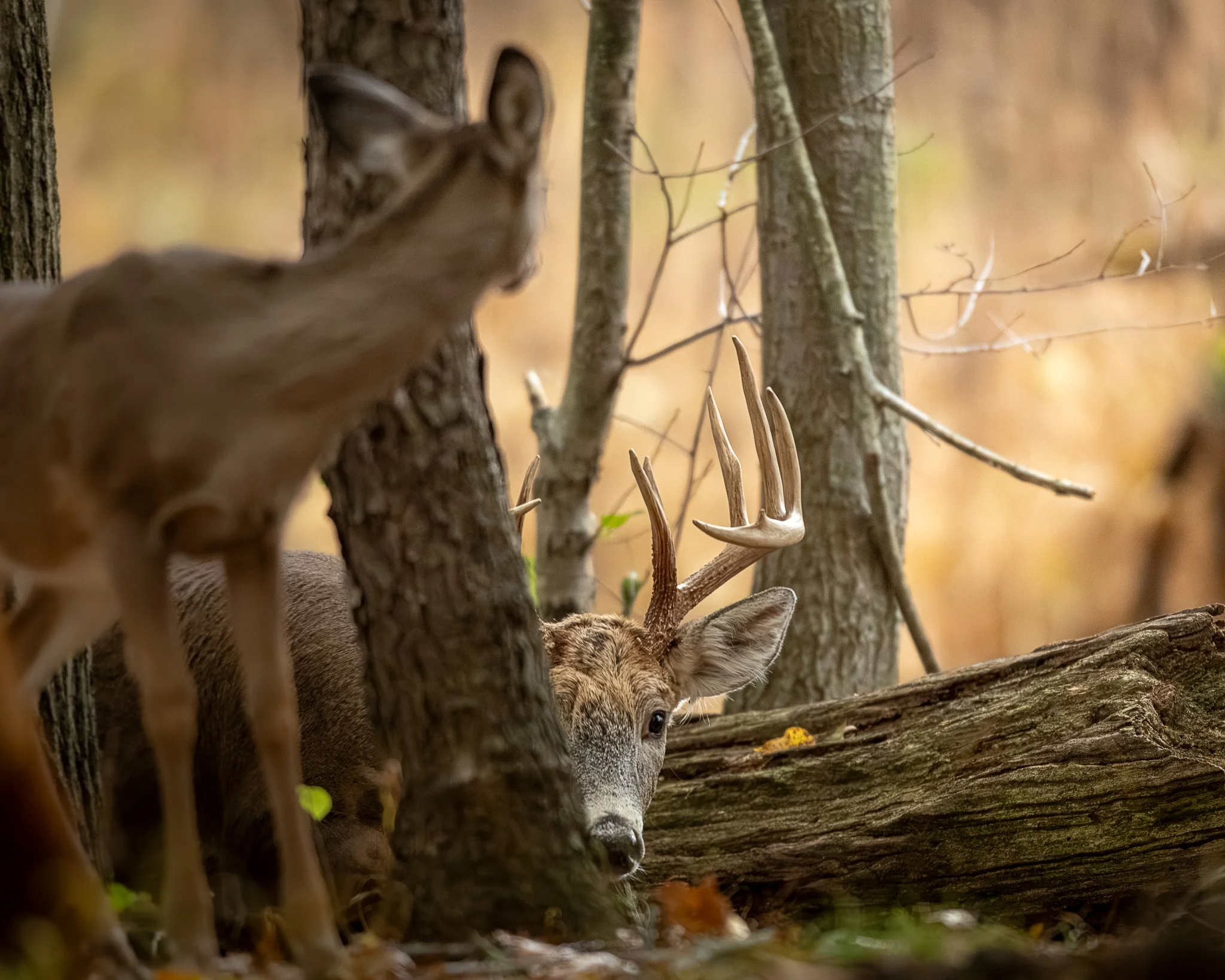 Falling in Rut