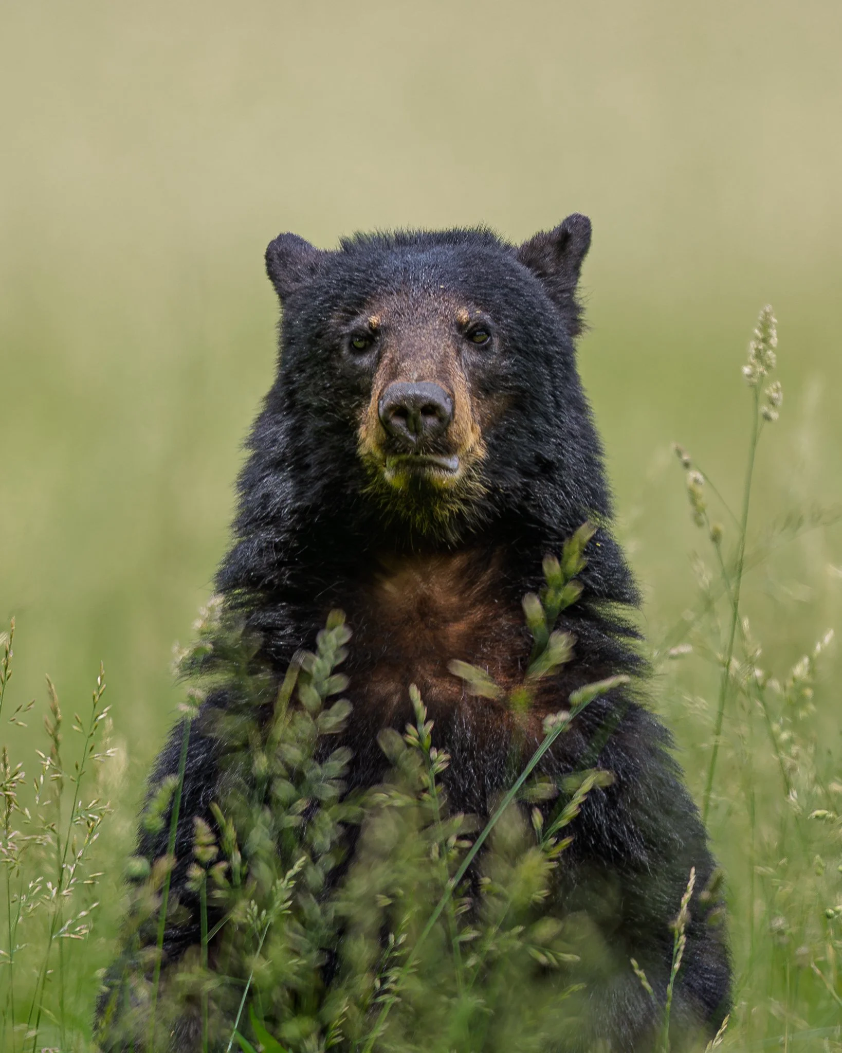 Black bear stare