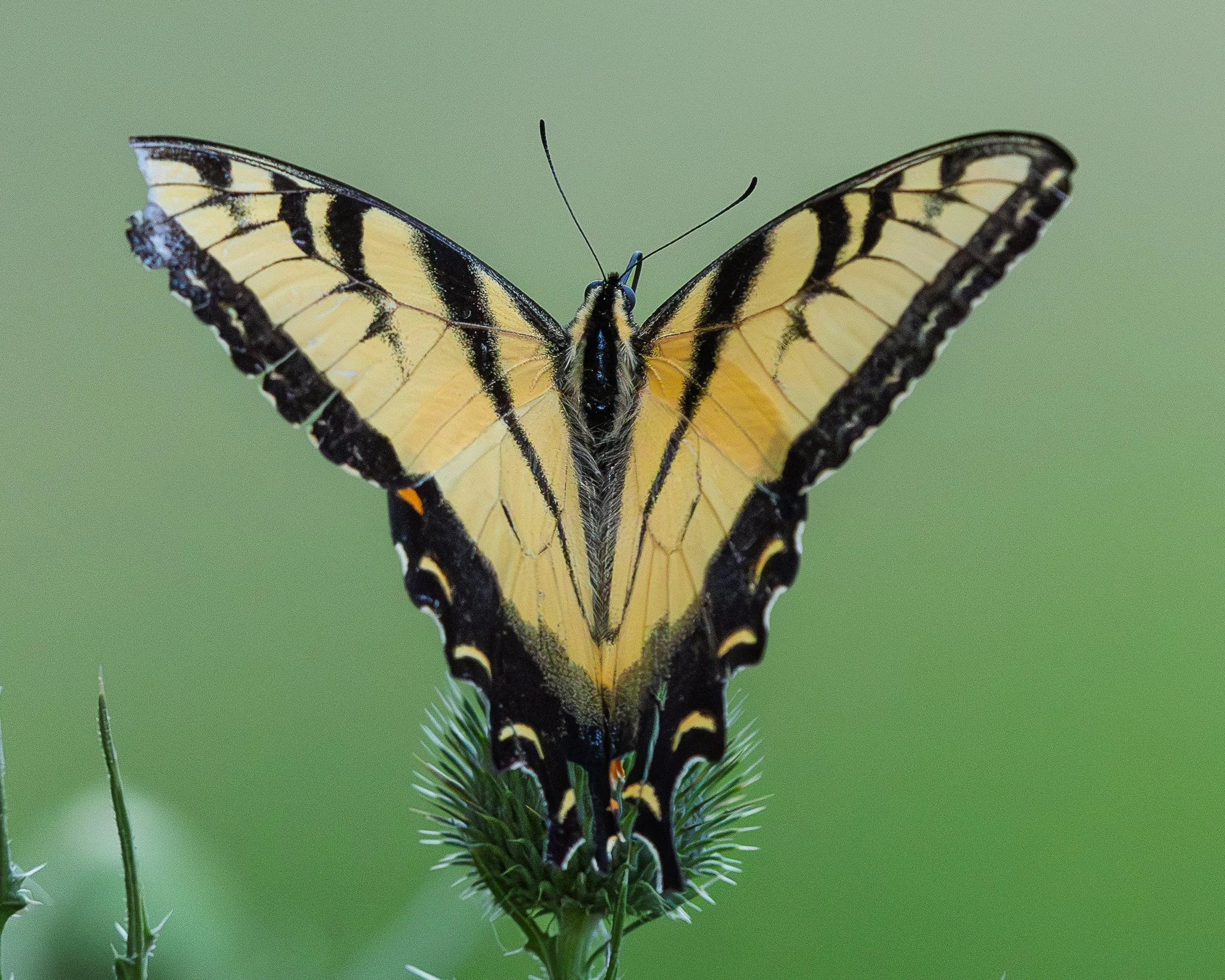 Tattered beauty