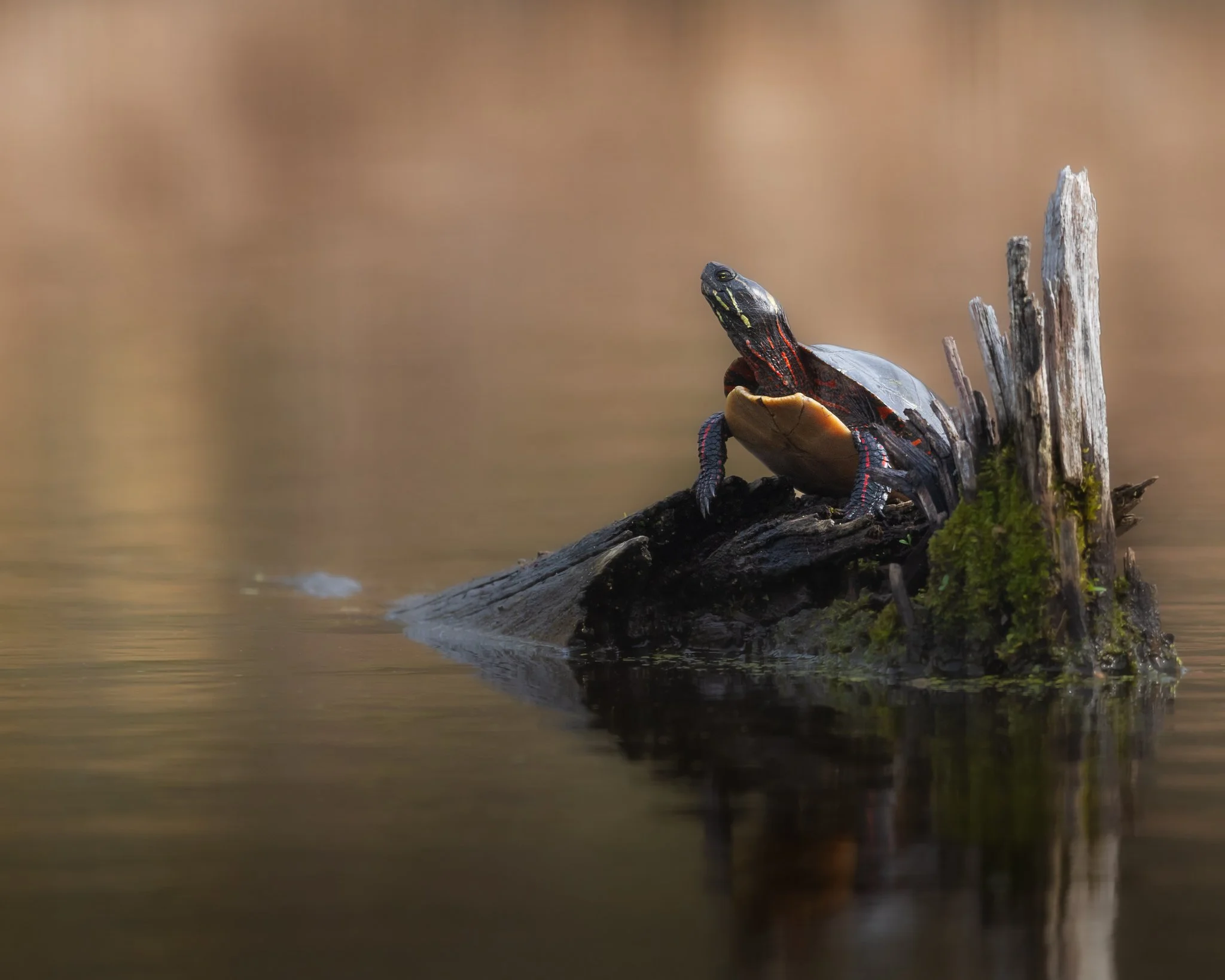 I like turtles