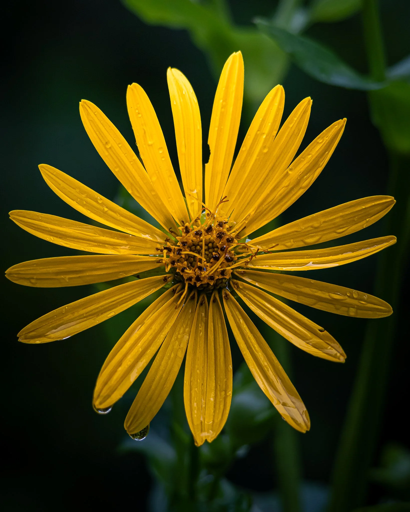 Wildflower Drip
