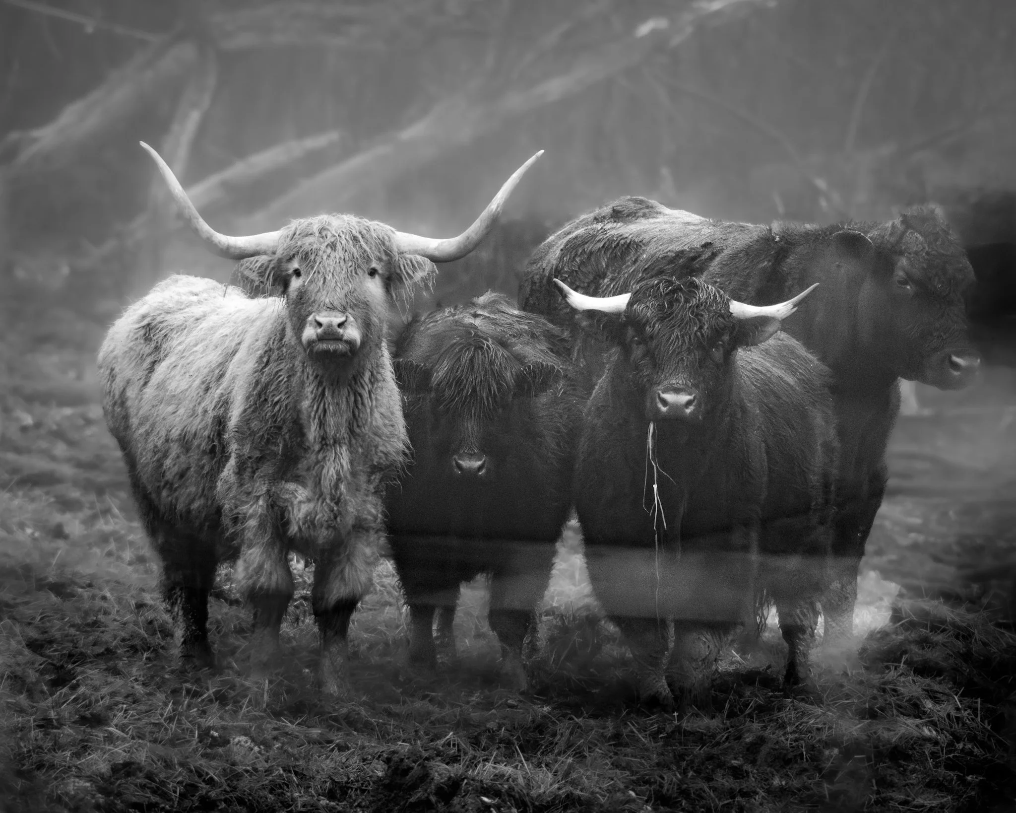 The Horns
