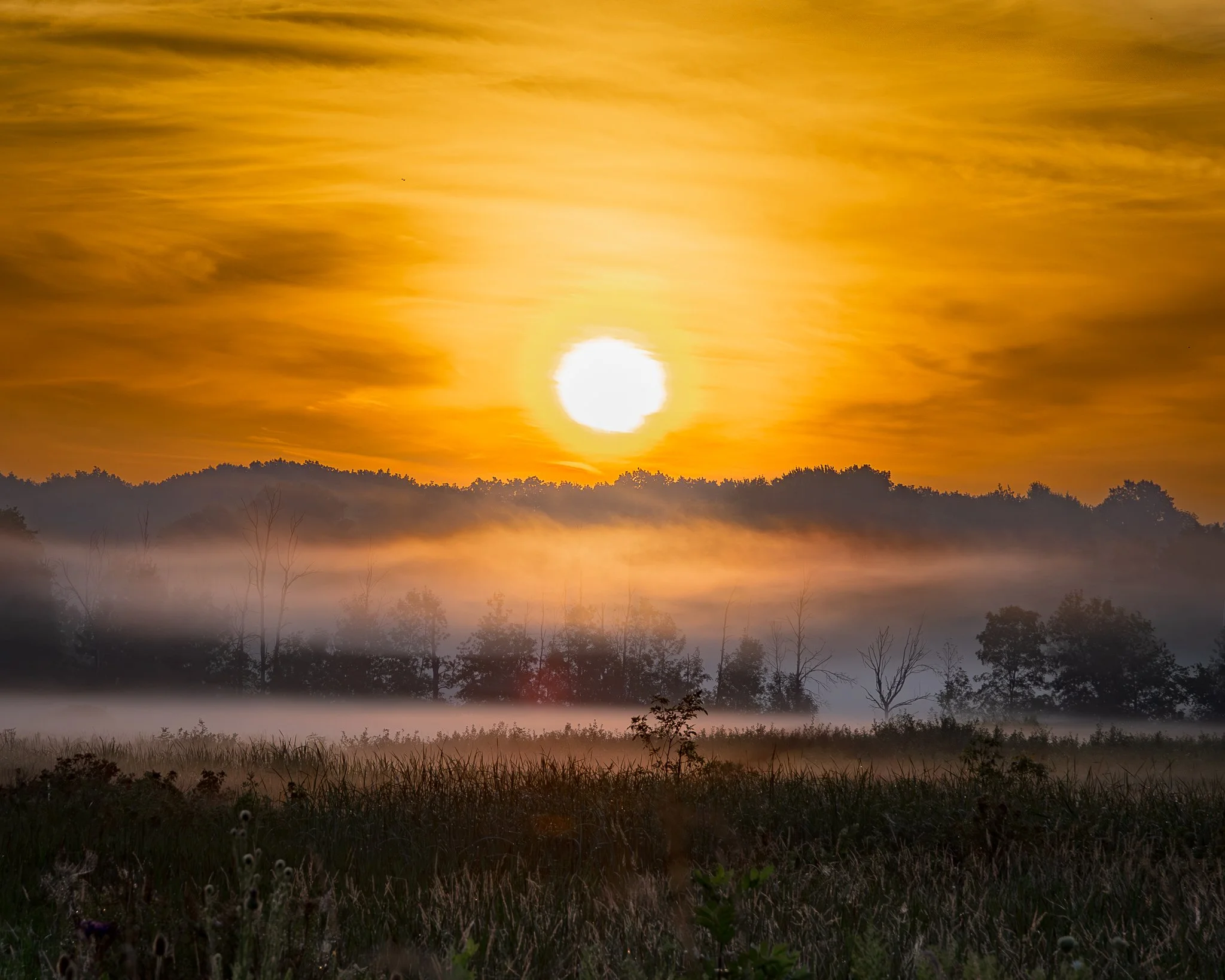 Summer Haze