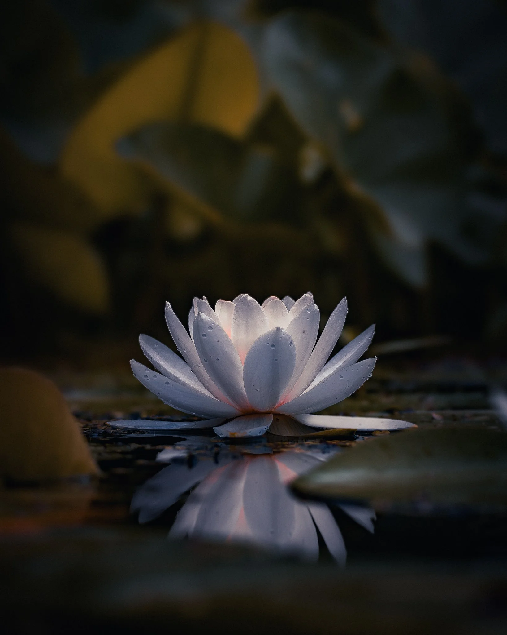 Serene Lily