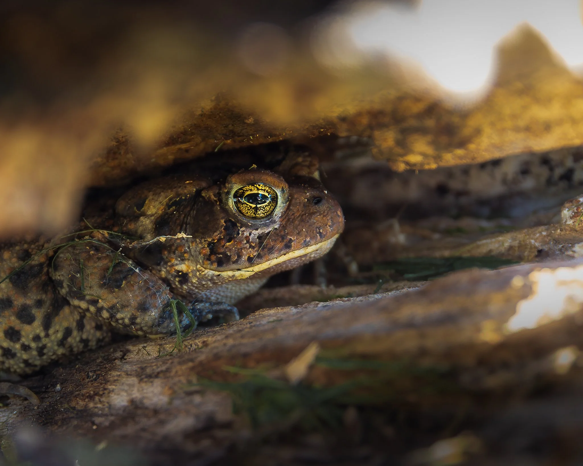 Toad-aly