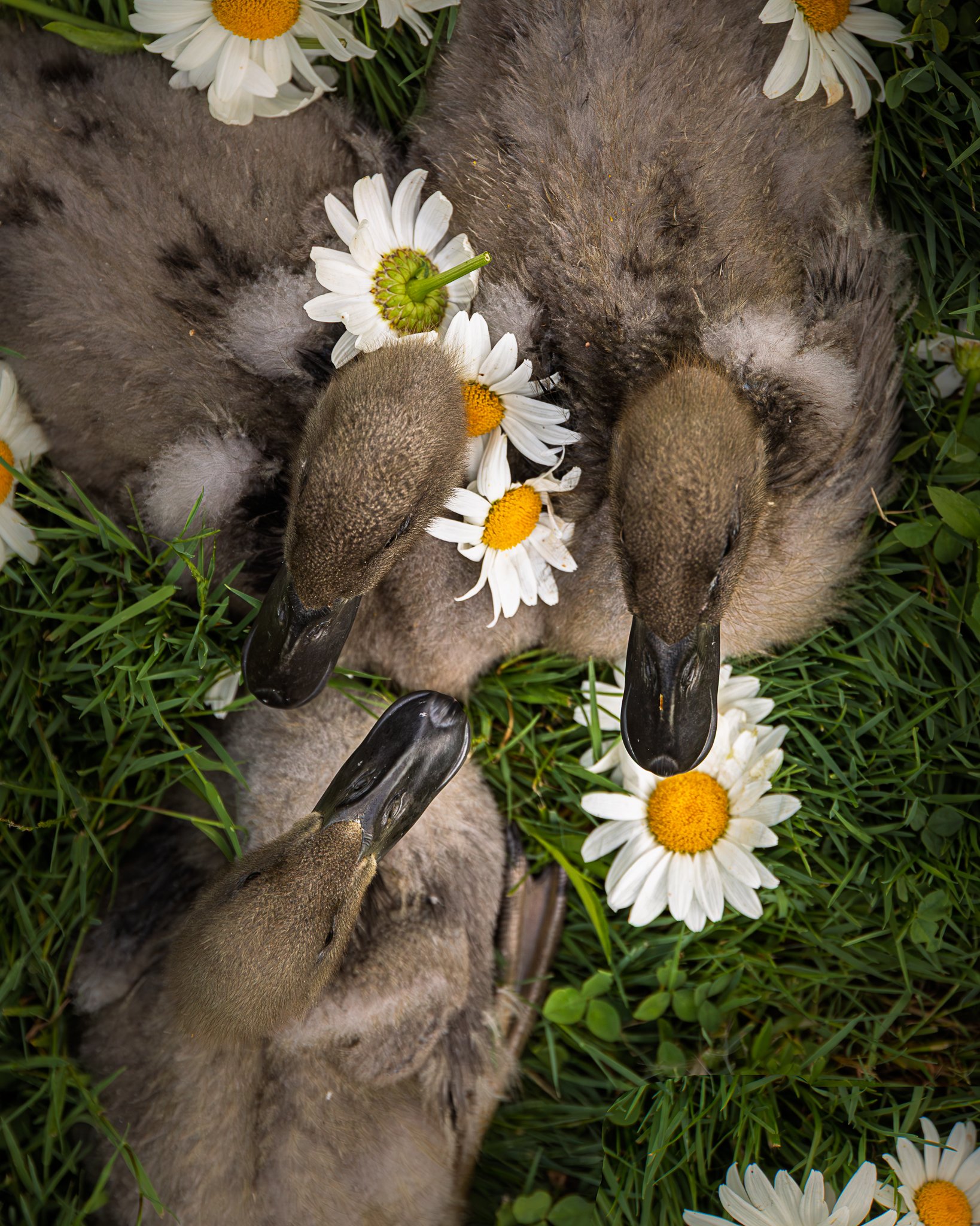 Cuddle Puddle