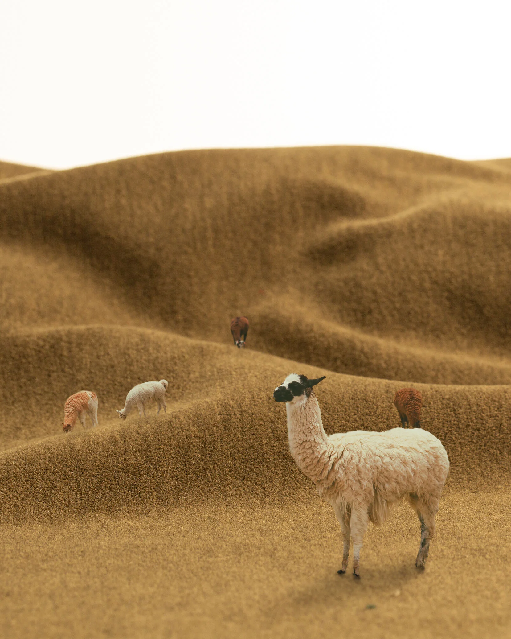 Alpaca.jpg