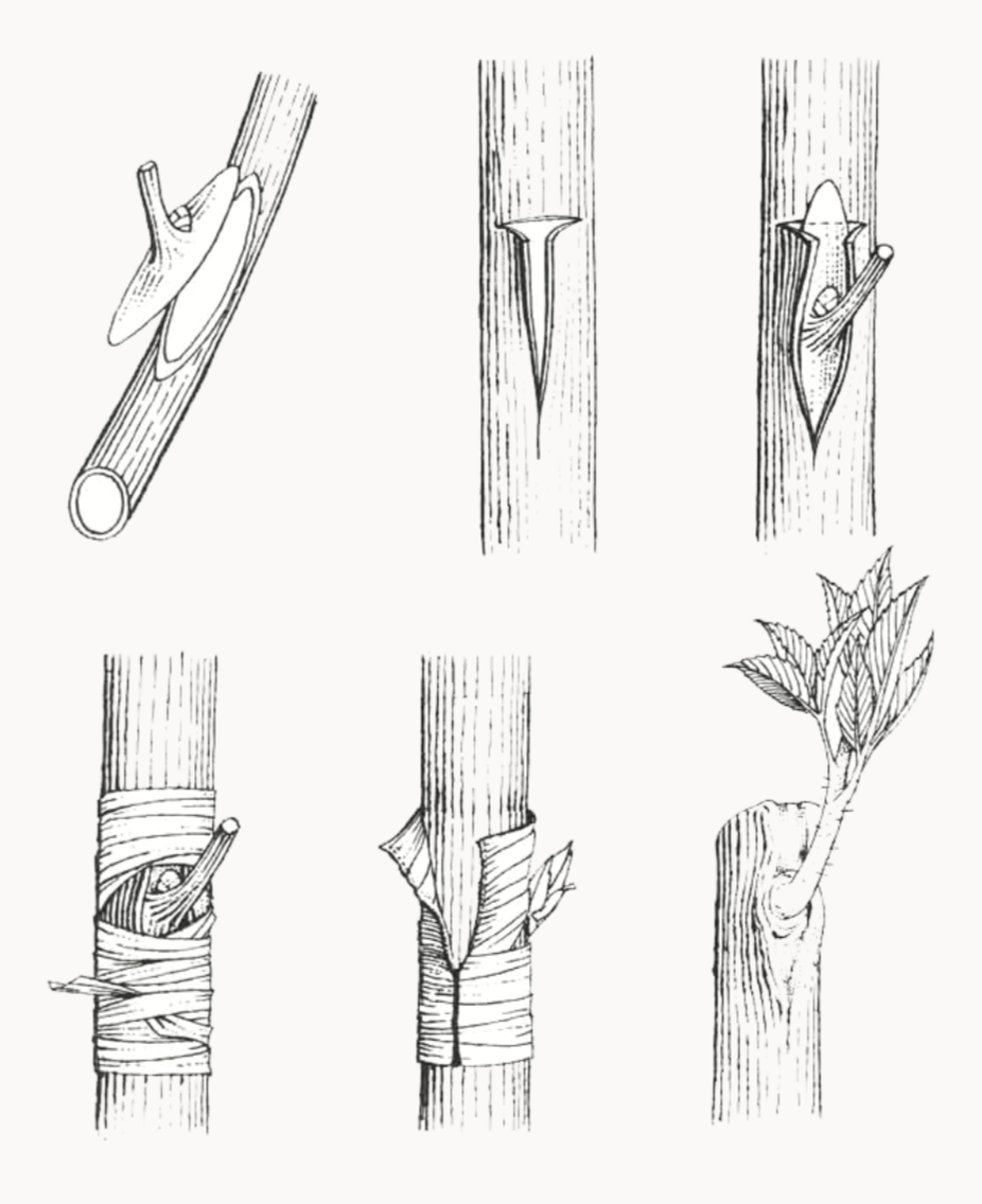 Botanical graft.The rear leg connects to the front leg to create one half of the symmetrical supporting structure. The construction aims to be as simple and natural as possible and evokes the forms of botanical grafting. The rear leg becomes slimmer to the point of reaching, at the connection point, a slightly smaller diameter  than the front leg one, and thus enter it perfectly.