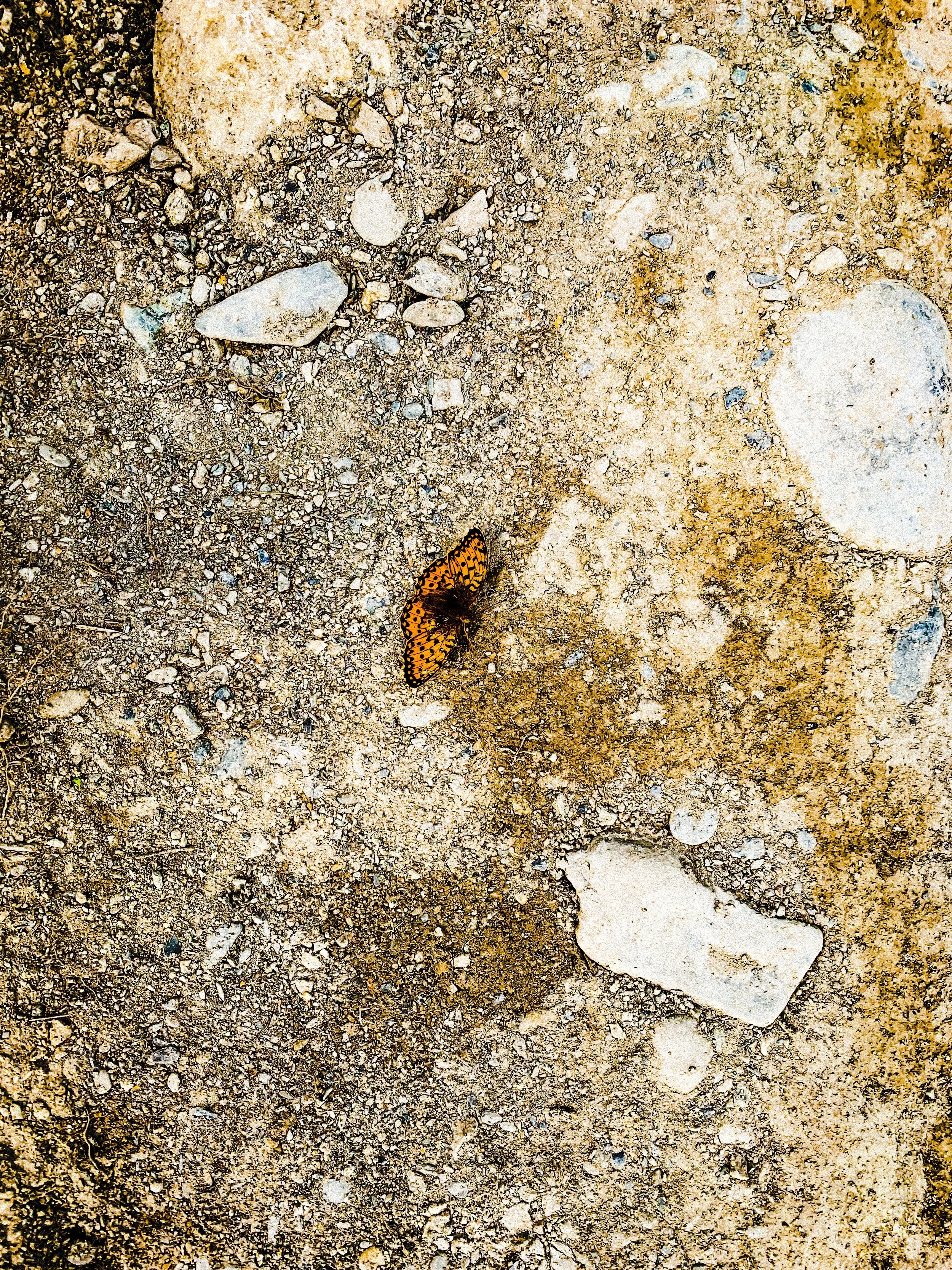 Jina Mahsa Amini Festival