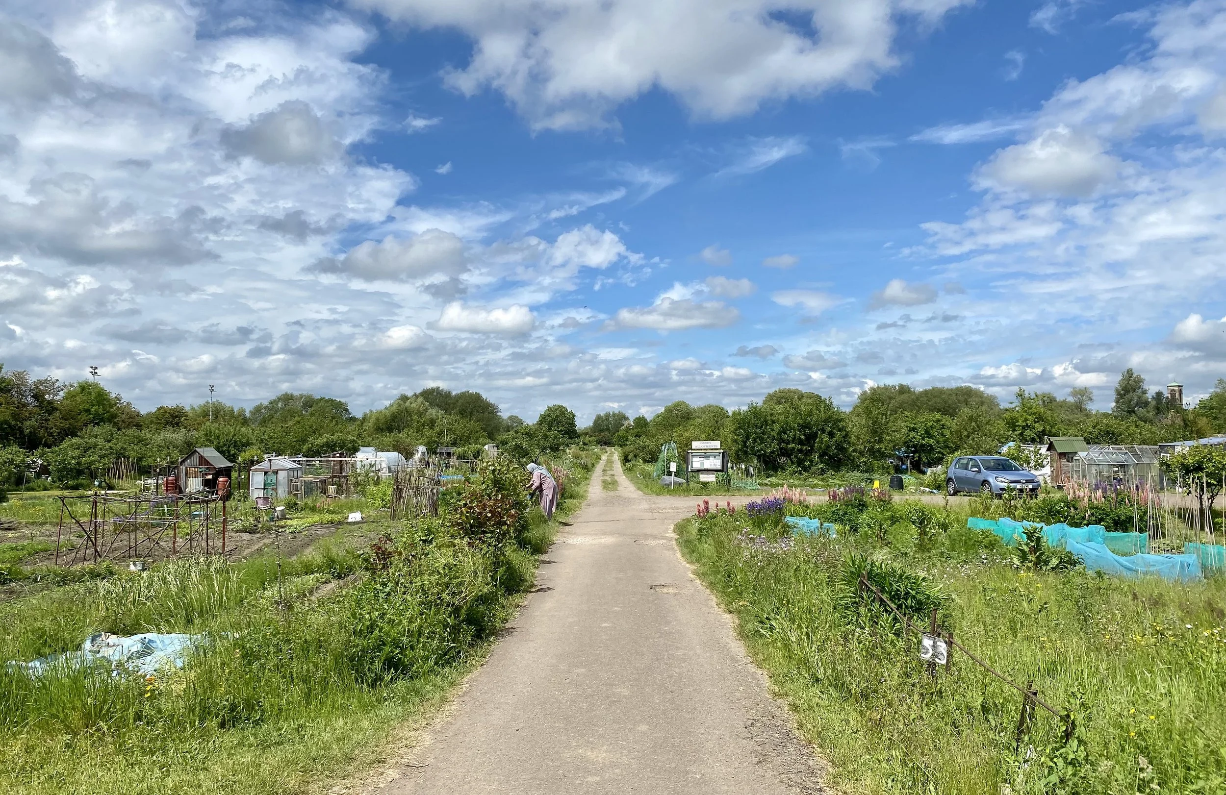 Allotment JUNE 3.jpg