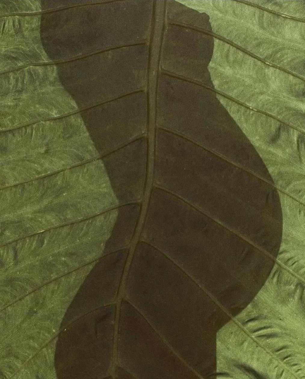 Une feuille verte avec l'ombre d'une personne projetée dessus.