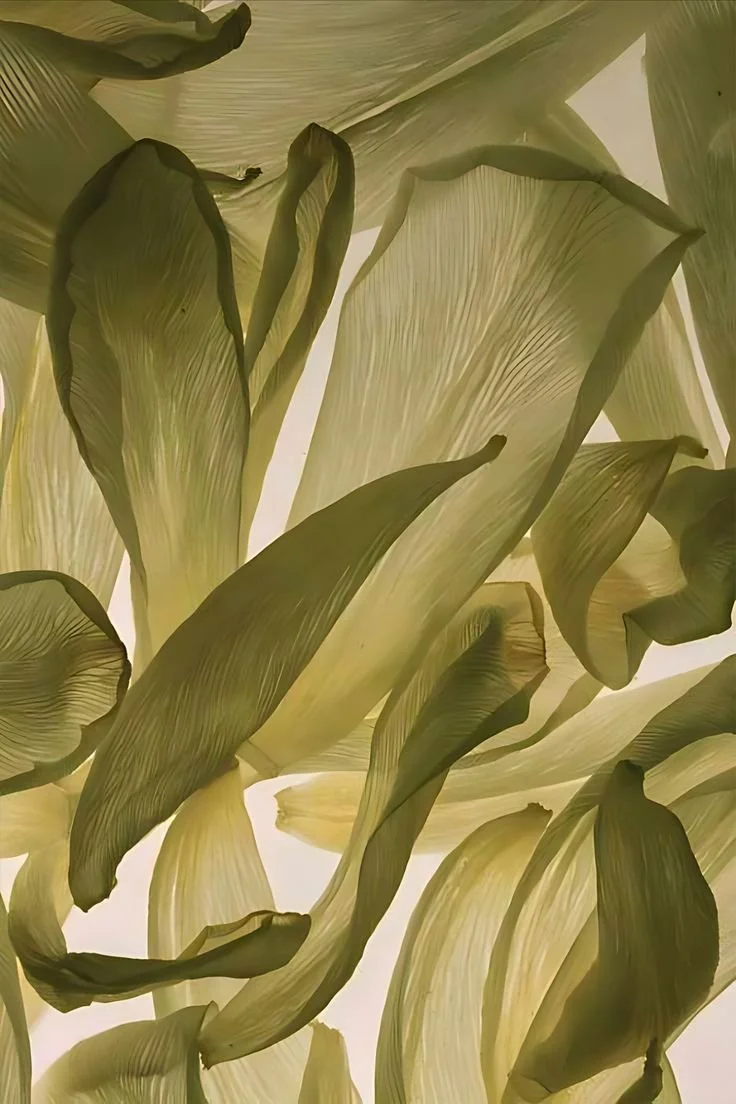 Feuilles de plantain ou de bananier vue de dessous, avec des textures fluides et des nuances vertes