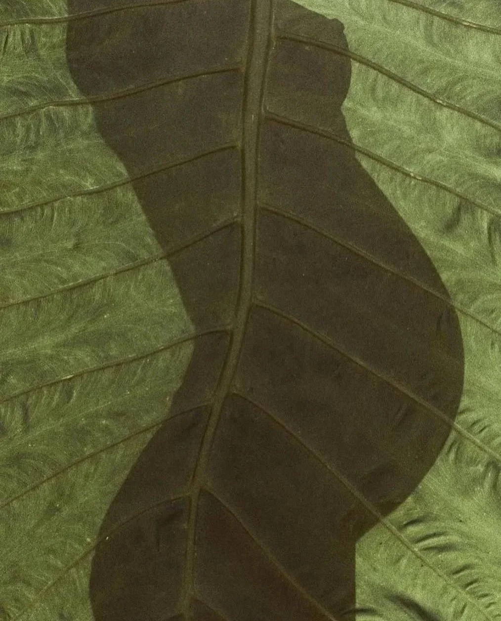 Une feuille verte avec une ombre en forme de tête humaine, montrant un profil de visage avec le nez, la bouche et le menton.