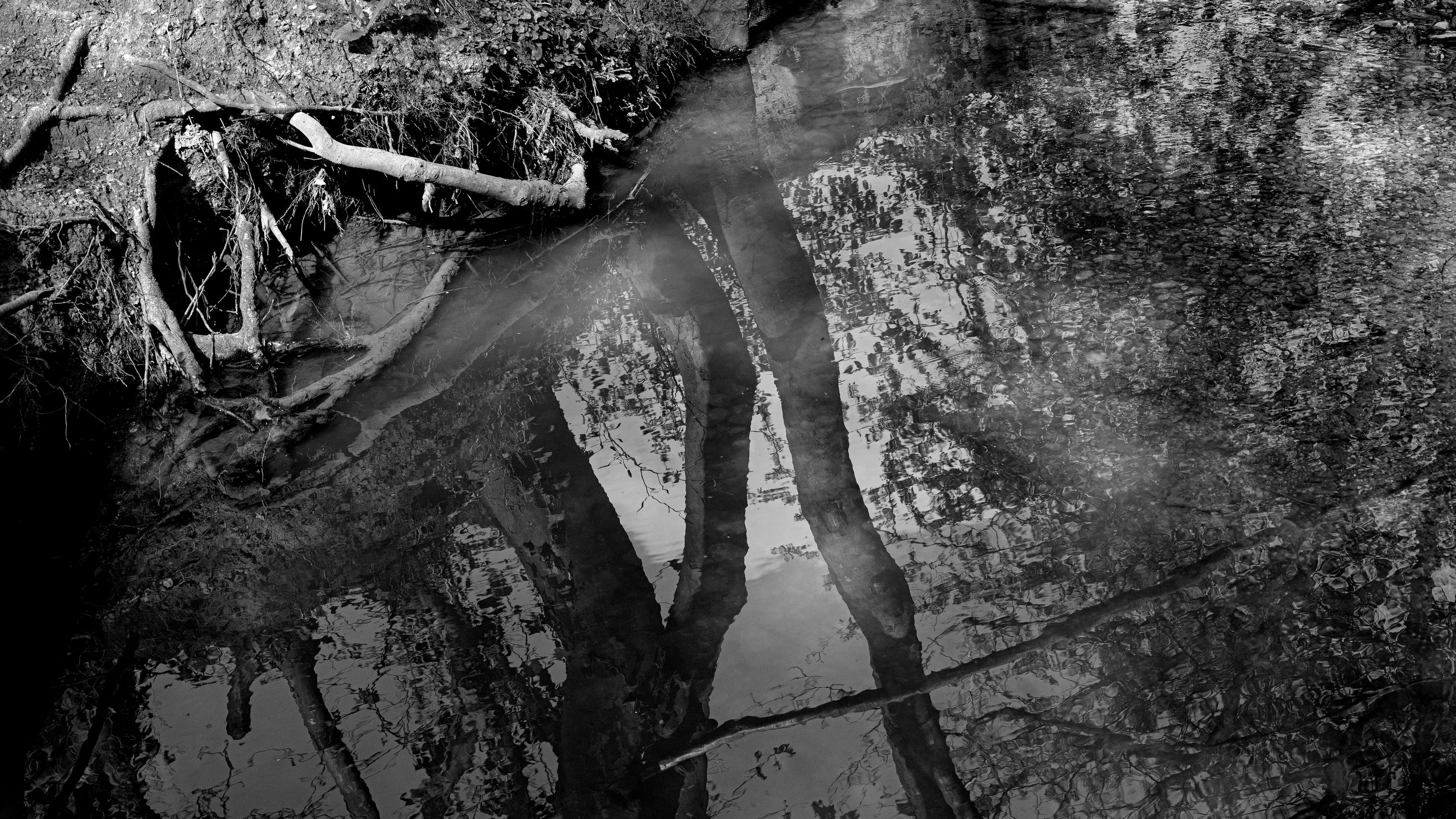 Reflection of trees in a calm, dark body of water with exposed roots and branches on the edge.