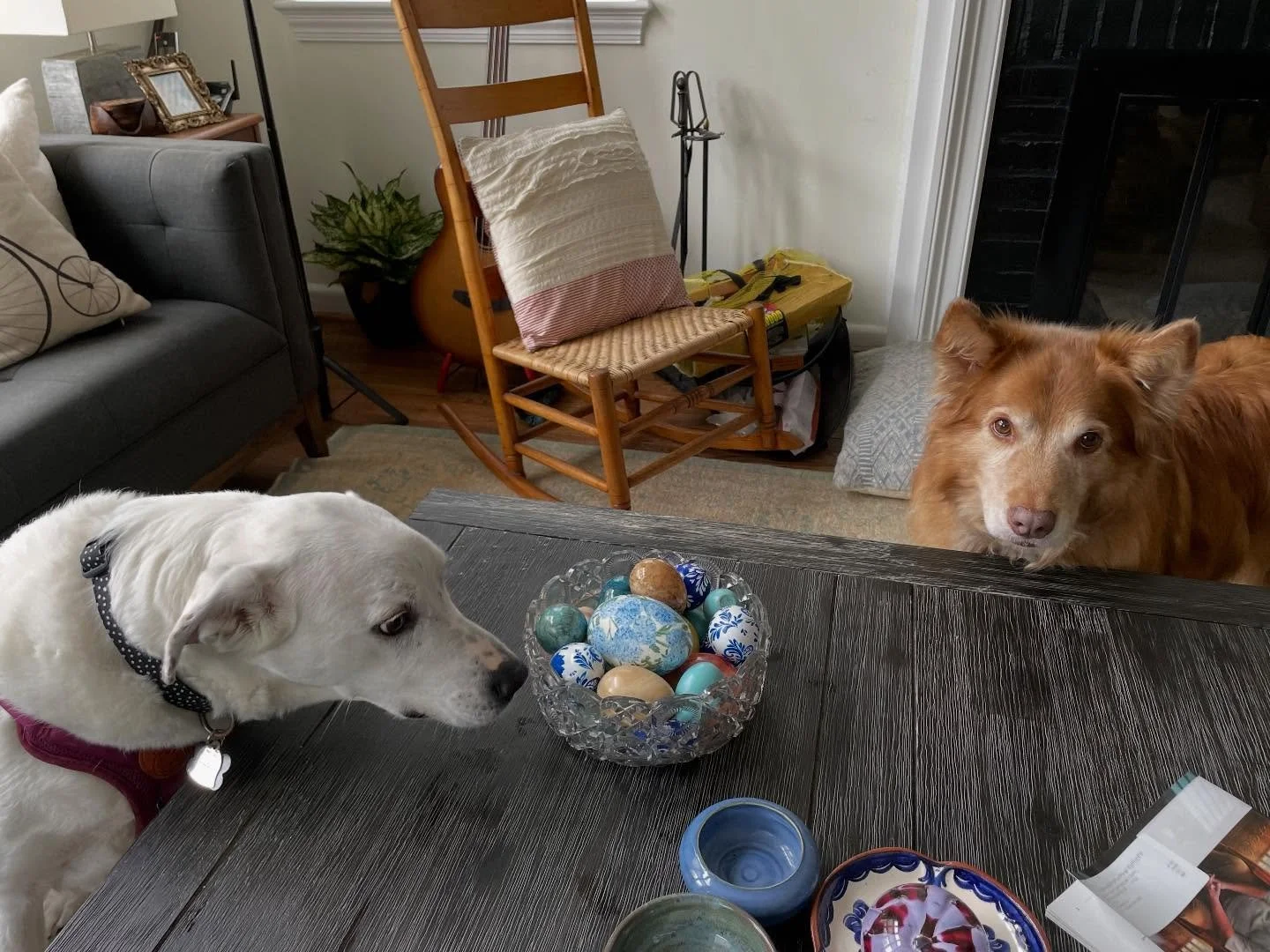 To everyone who celebrates, happy #Easter! And I hope that you too find treats hidden among the decorative eggs like Max and Miss Pearl. 🐣🐰