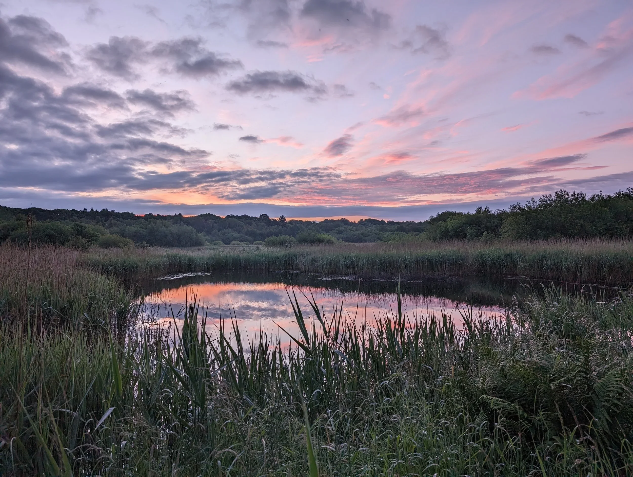 Capturing the Beauty of Wildlife Conservation
