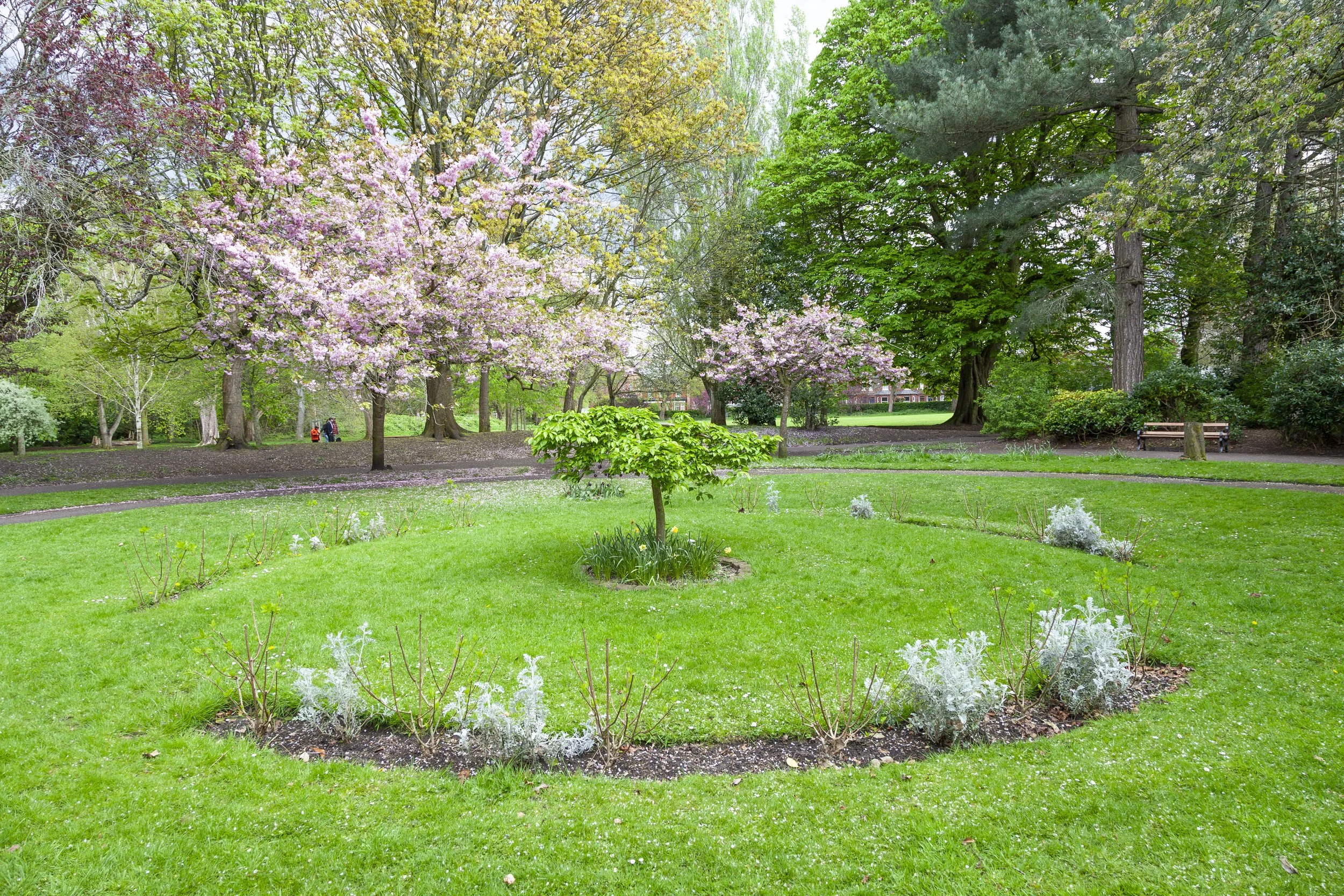 rory's tree in stamford park
