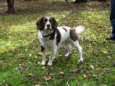 a dog being taken for a walk in stamford park