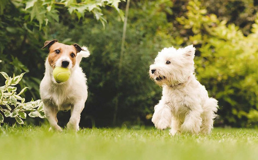 two dogs playing together in stamford park