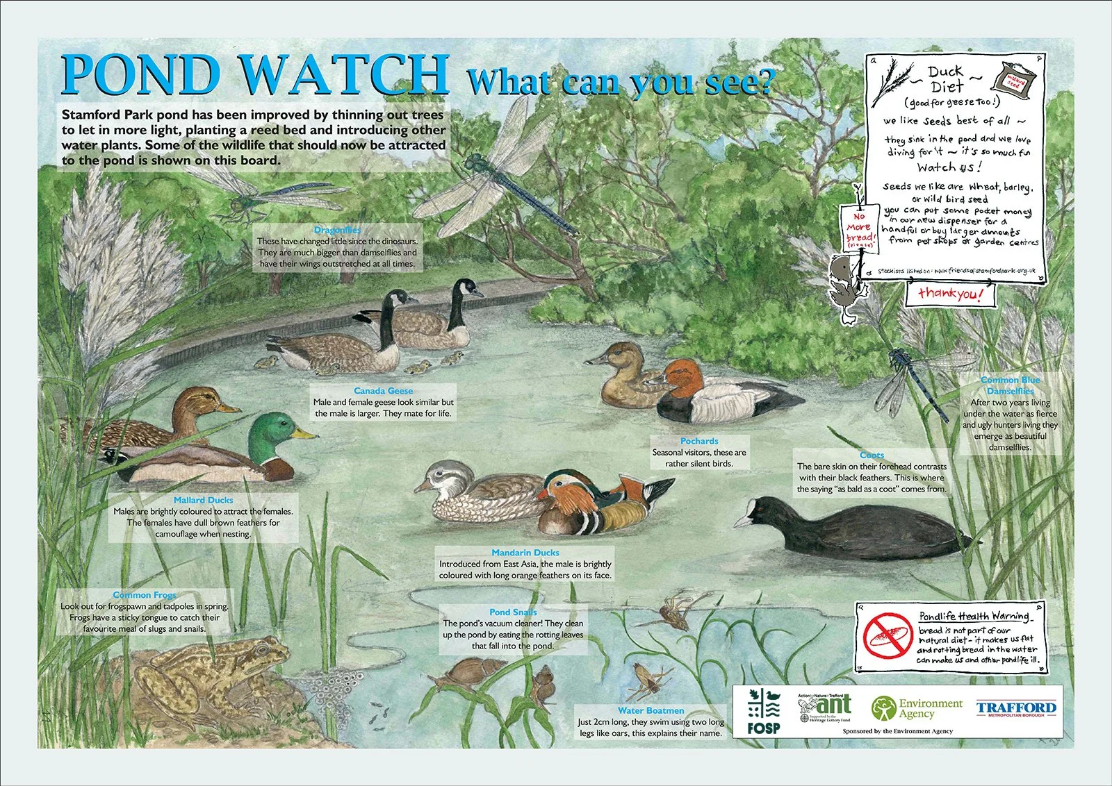 an illustration showing all the different types of bird typically found in stamford park