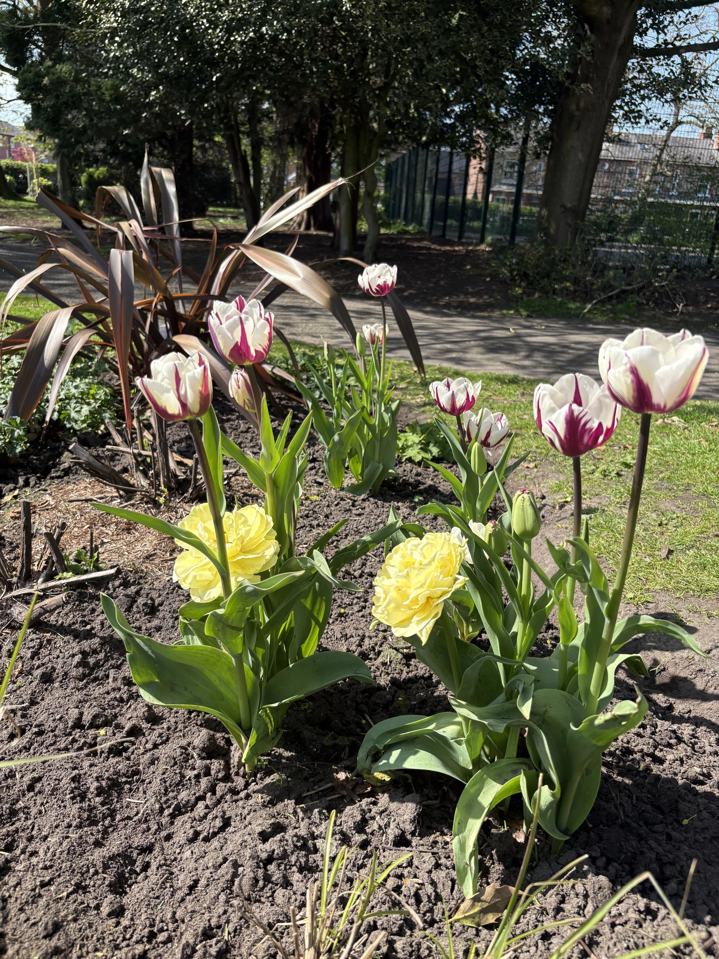 a close-up of some beautiful spring flowers in stamford park
