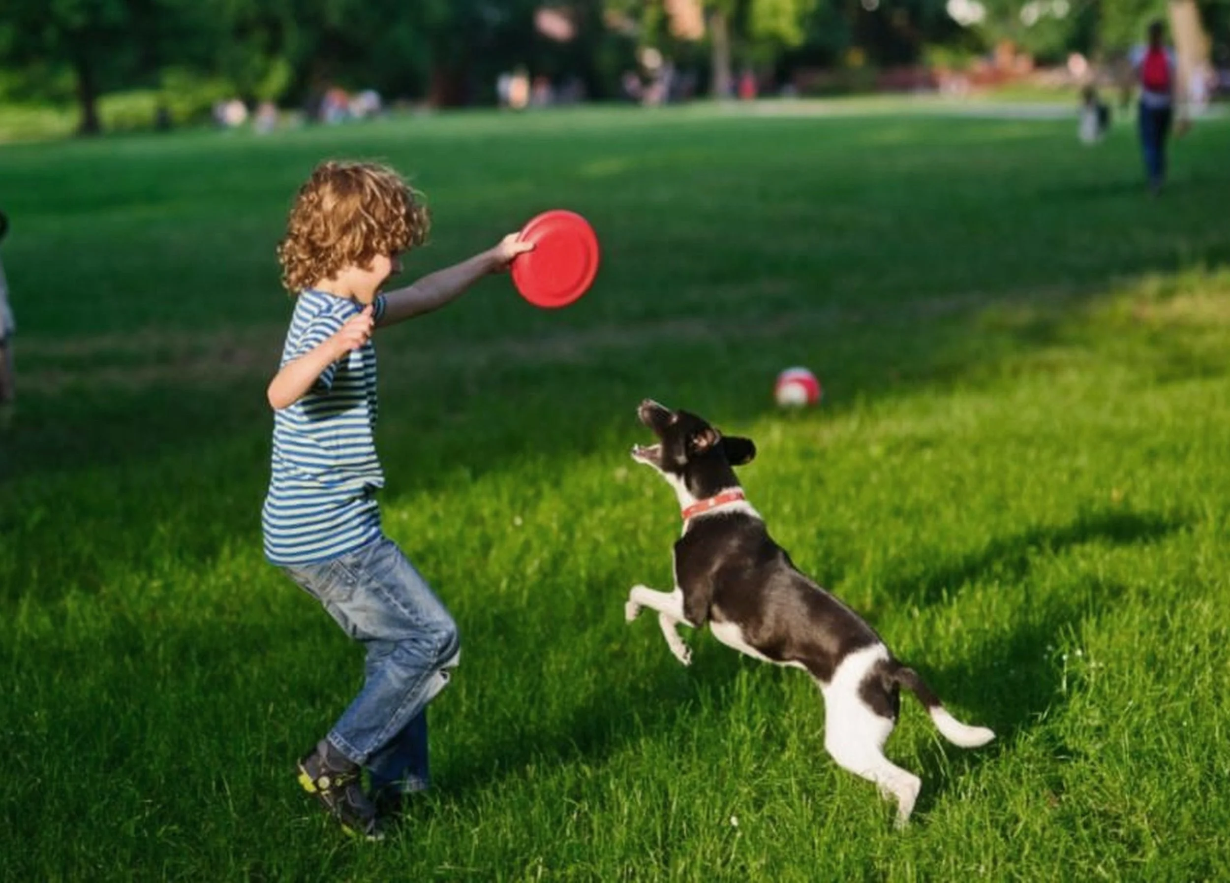 a child playing frisby with a dog in stamford park