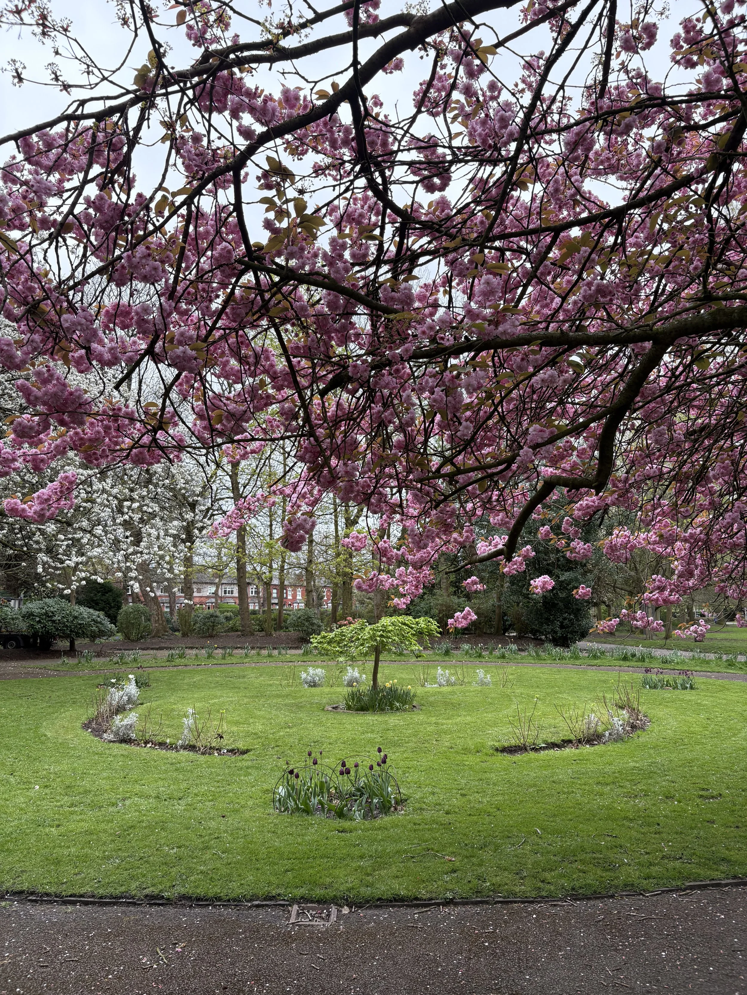 Rory's tree in stamford park