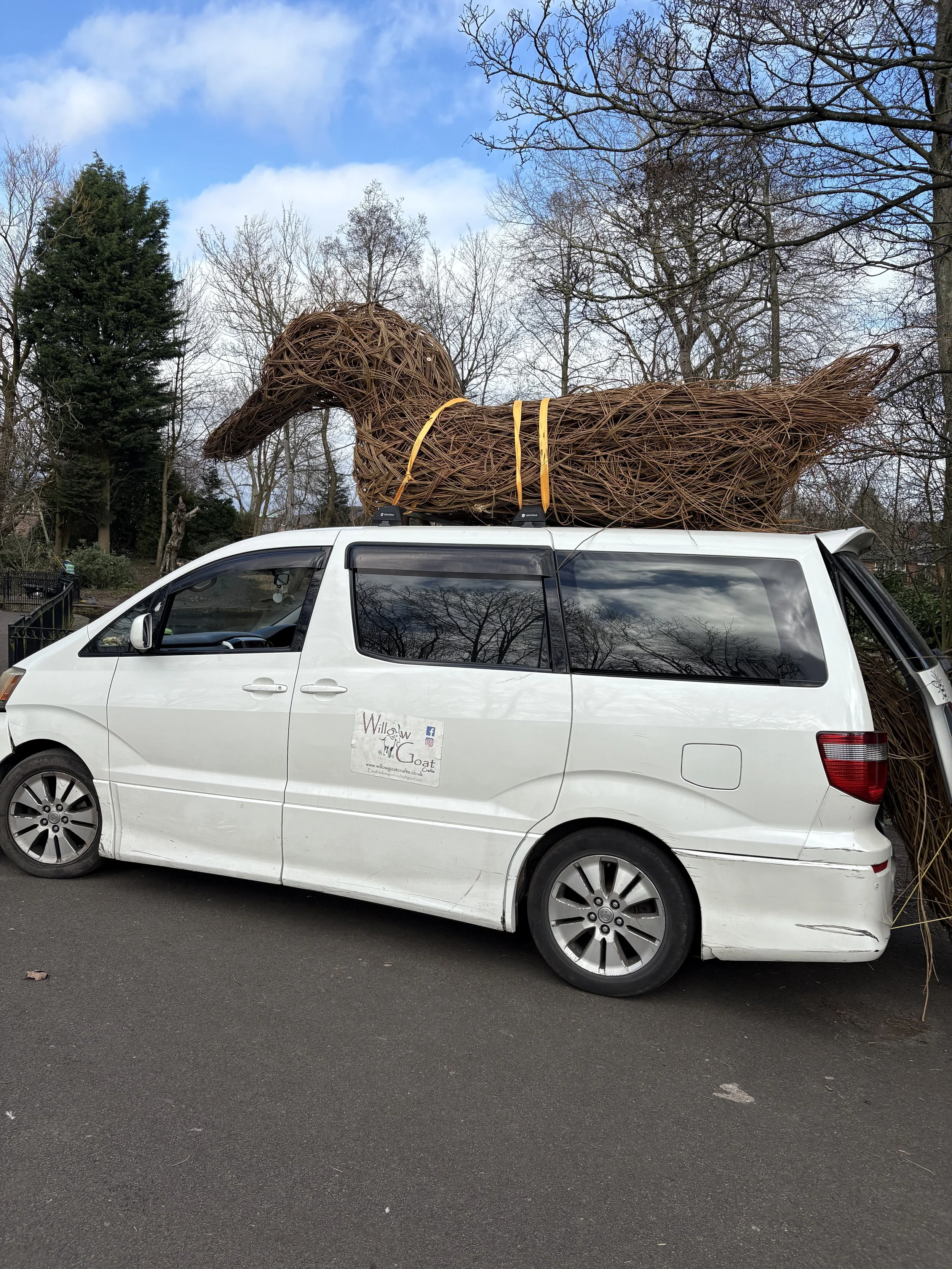 Vinny the 10ft duck made from willow branches, arriving at stamford park on top of a car