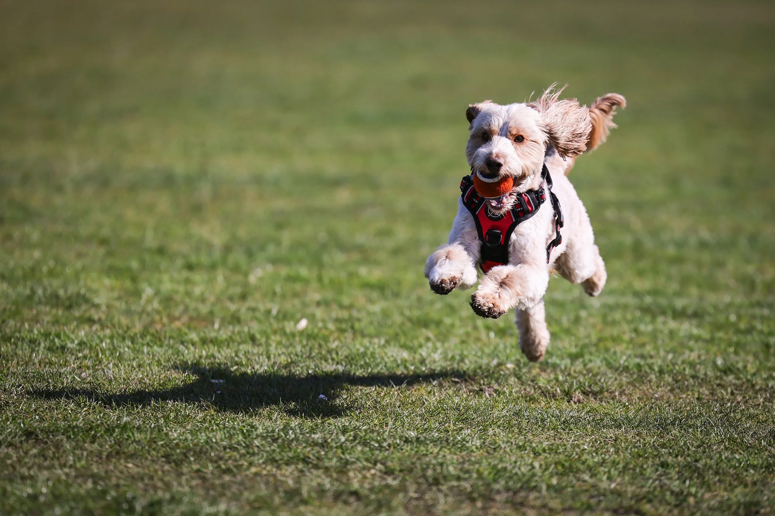 a dog running with a ball in his mouth, in stamford park
