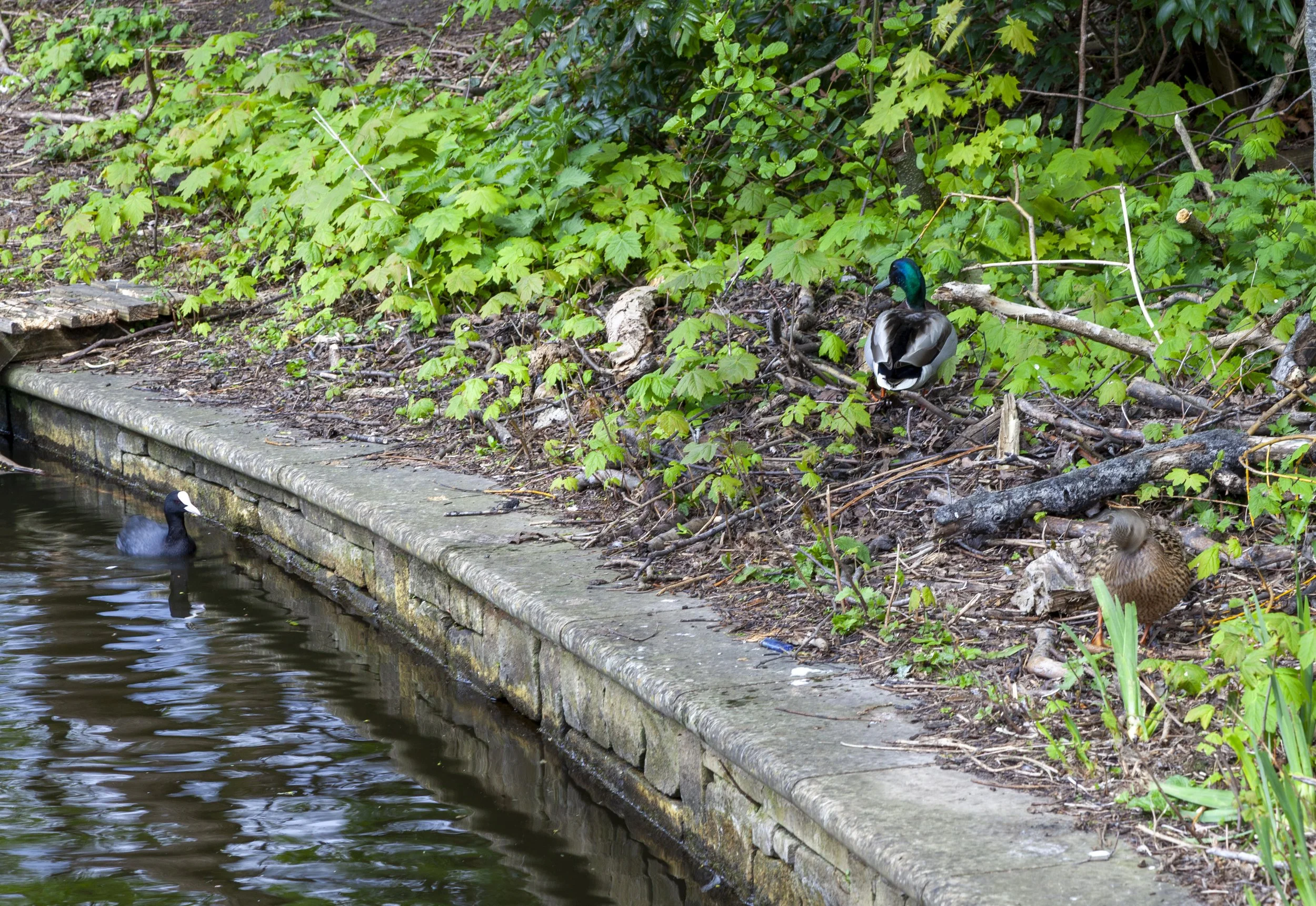 ducks at stamford park