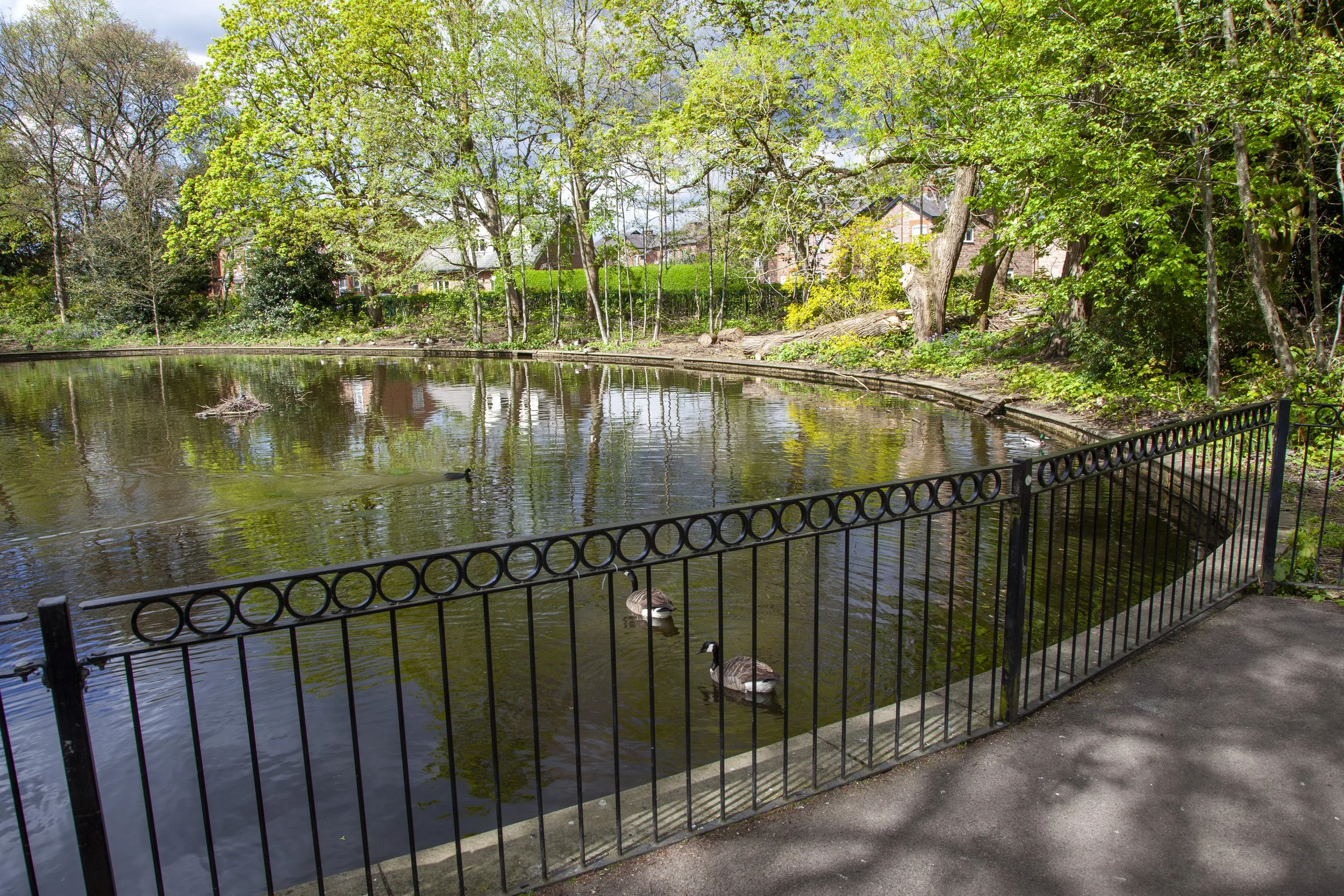 the duck pond at stamford park