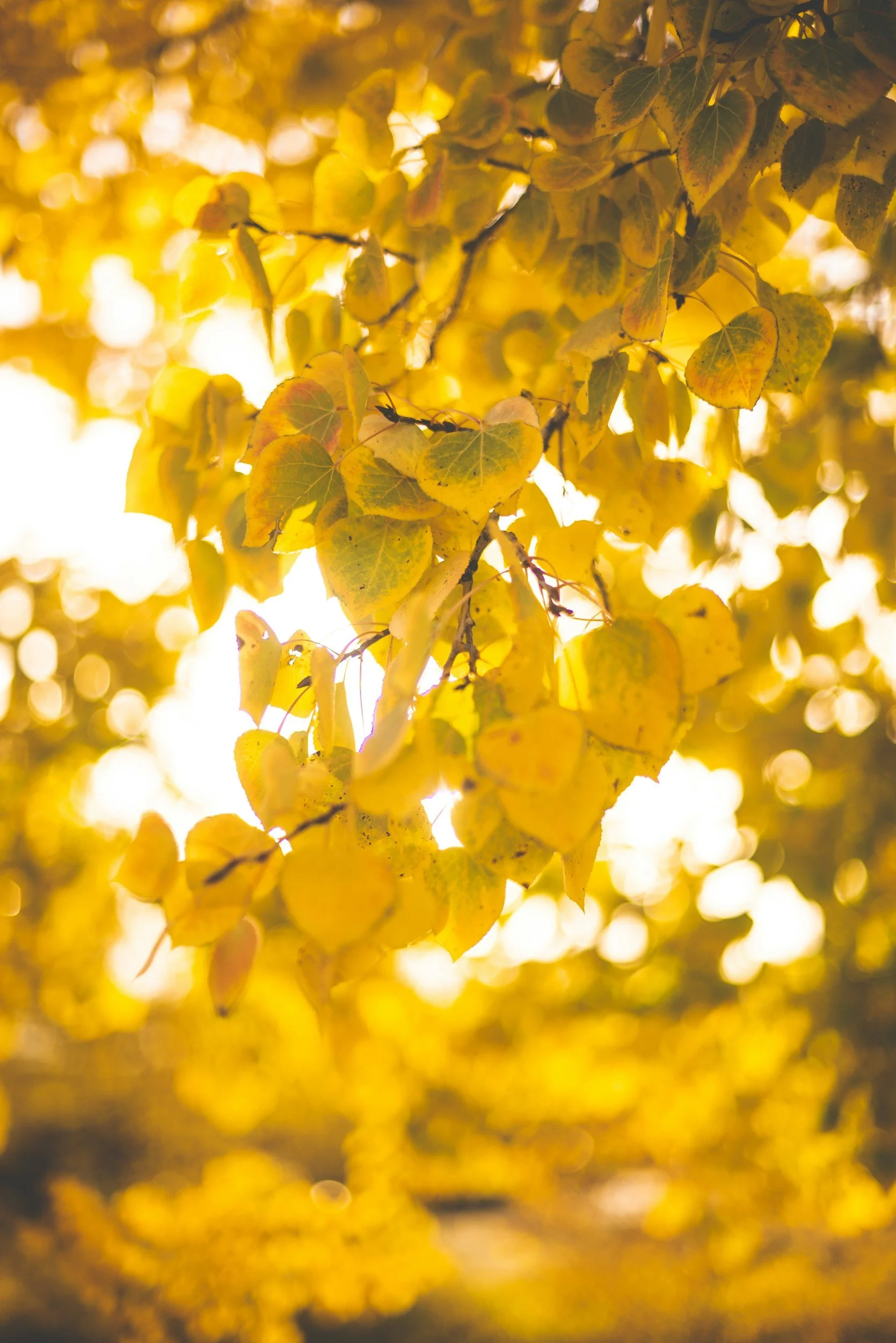 warm-colored, sunlit, beautiful leaves that represent growth, clarity, change, development, inspiration.