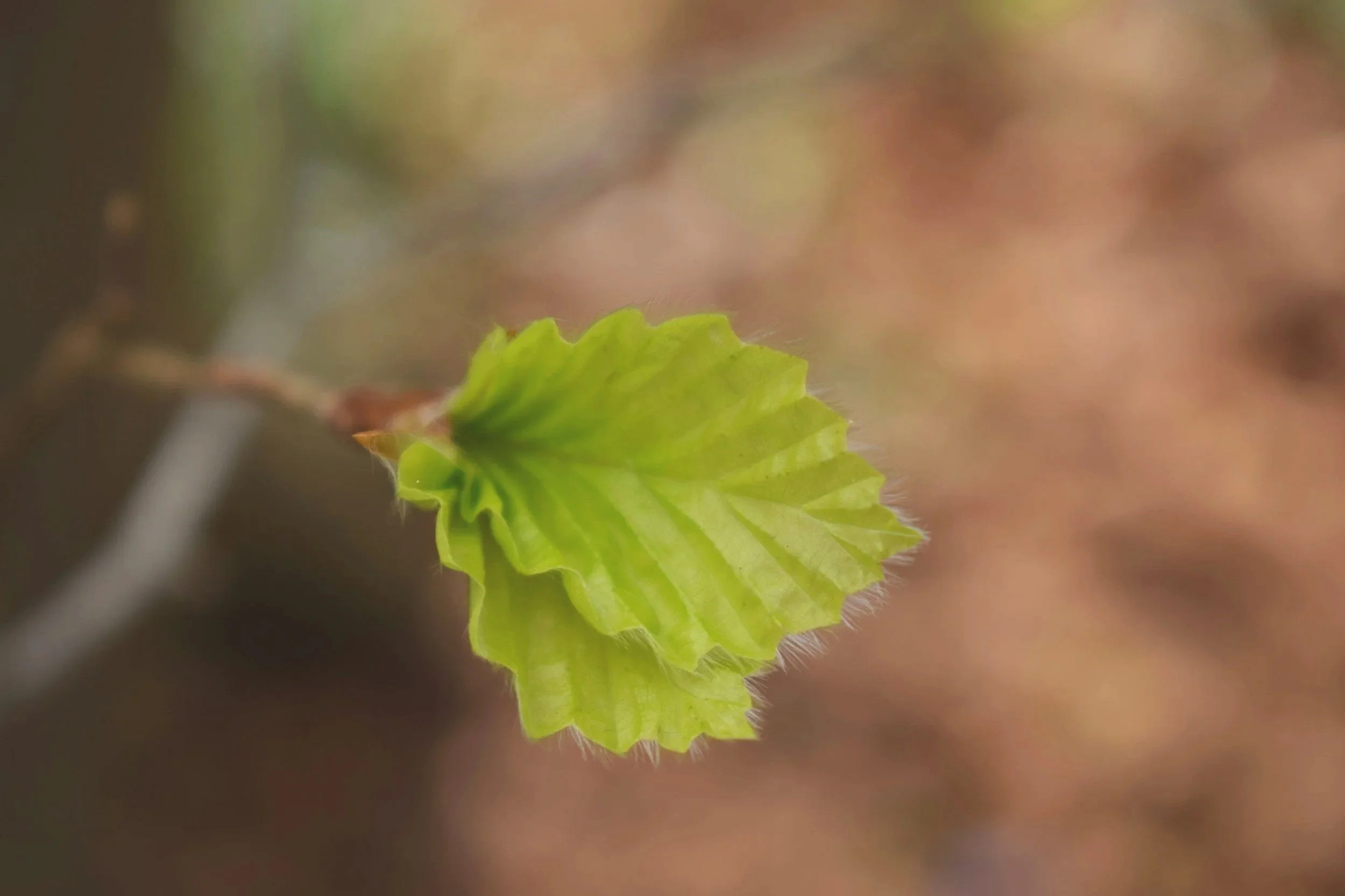 New leaf buds that represent new beginning, care and person-centered counselling and therapy.