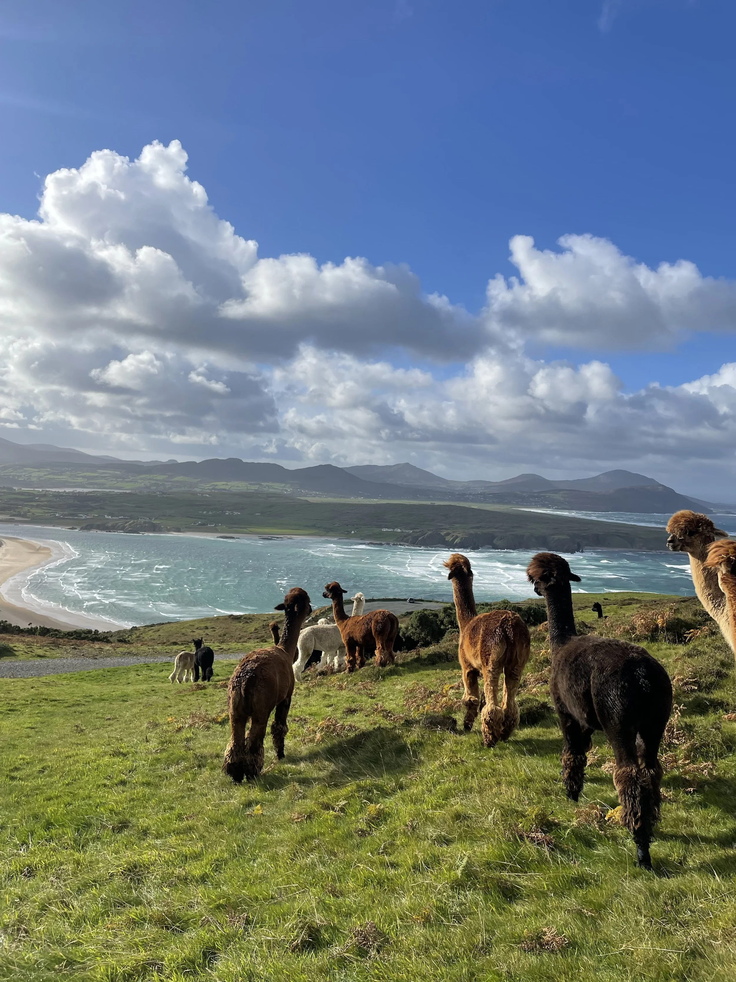 Wild Alpaca Way 3.jpg_TI72WGA.jpg