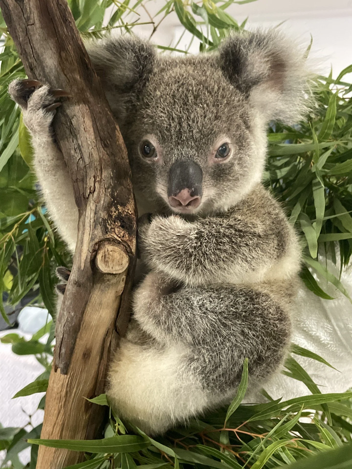 'Midyim' A3 mounted print of Midyim. The first koala orphan to be hand raised & released on Minjerribah.